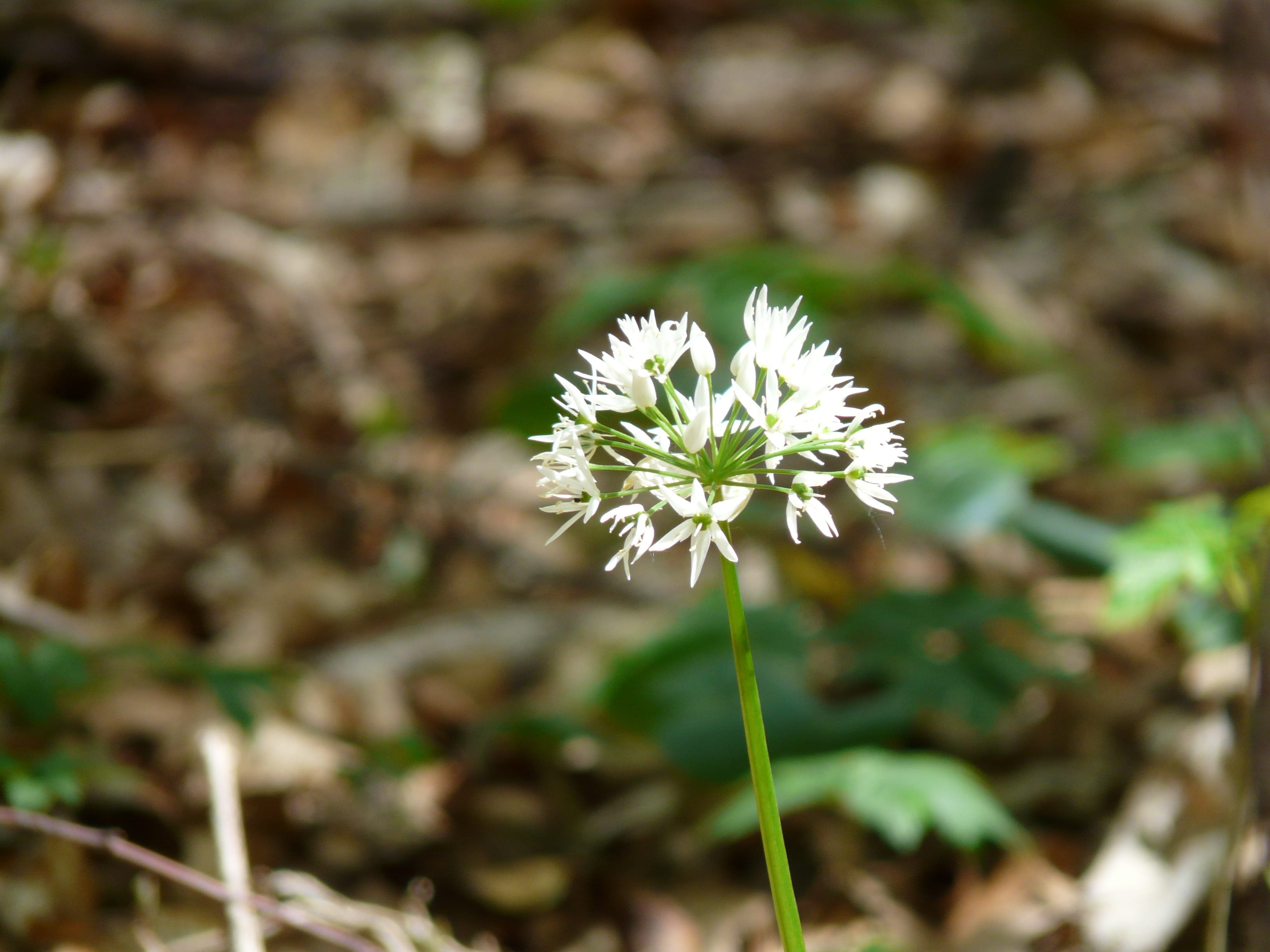 gypsy spring, flowering plant, Plant, spring, medicinal plant, petal, nature, 2K, white, vulnerability, white color, BearS Garlic, small, smelly, close-up, HD Wallpaper