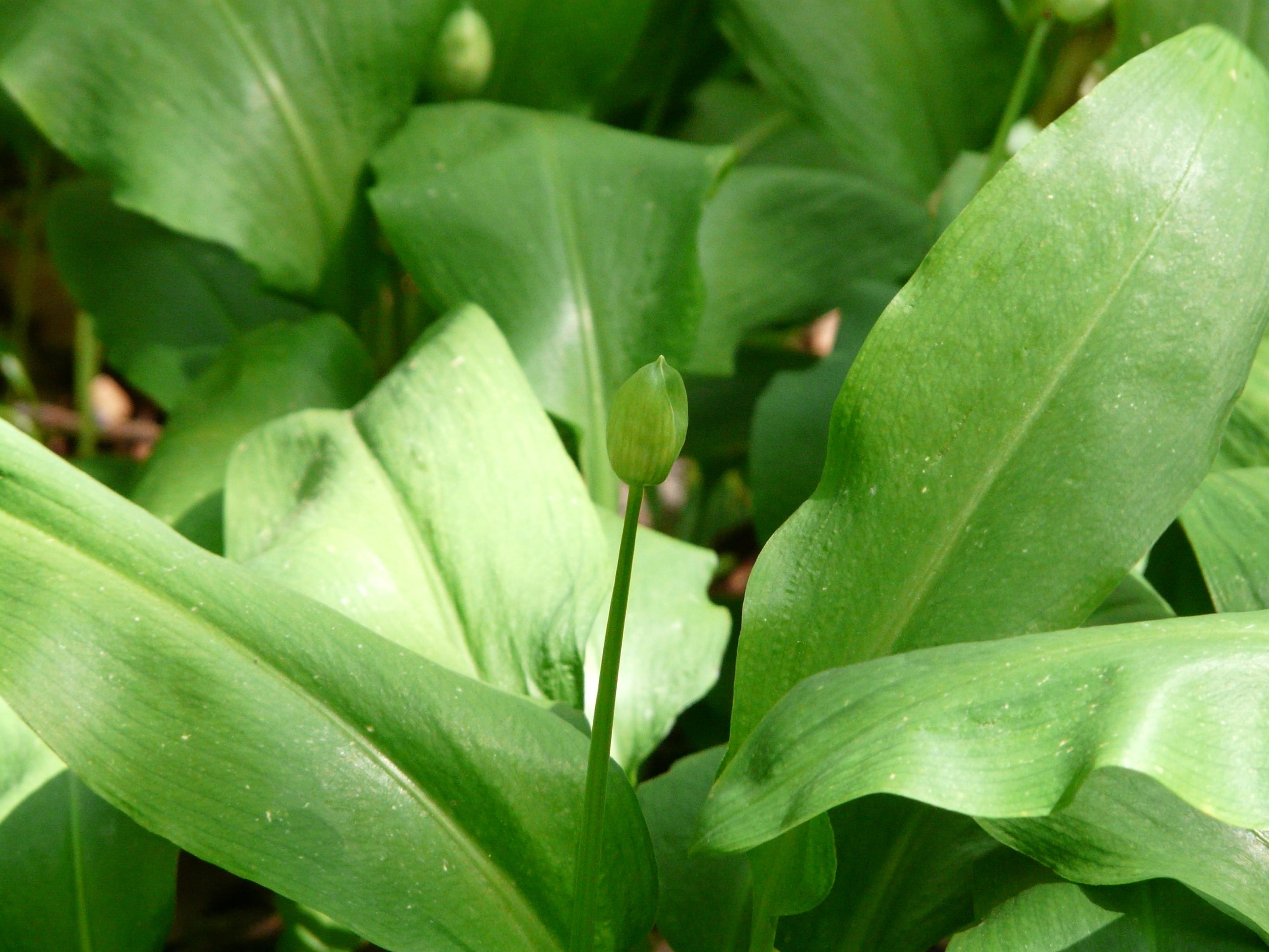 taste, flower, bloom, medicinal plant, wild garlic, garlic, edible, green color, spring, herb, waldherre, plant, food, food and drink, 2K, smell, day, HD Wallpaper