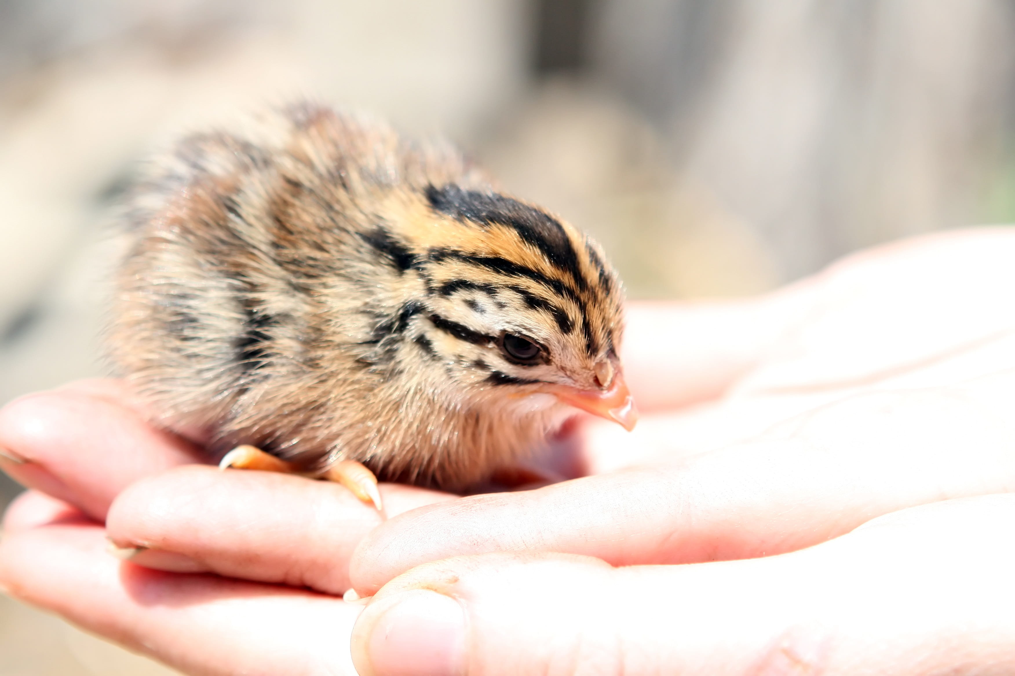 black, brown, holding, person, human body part, speckled, cockerel, one animal, fluffy, unrecognizable person, pretty, Breast, hatchling, girl, pet, one person, HD Wallpaper