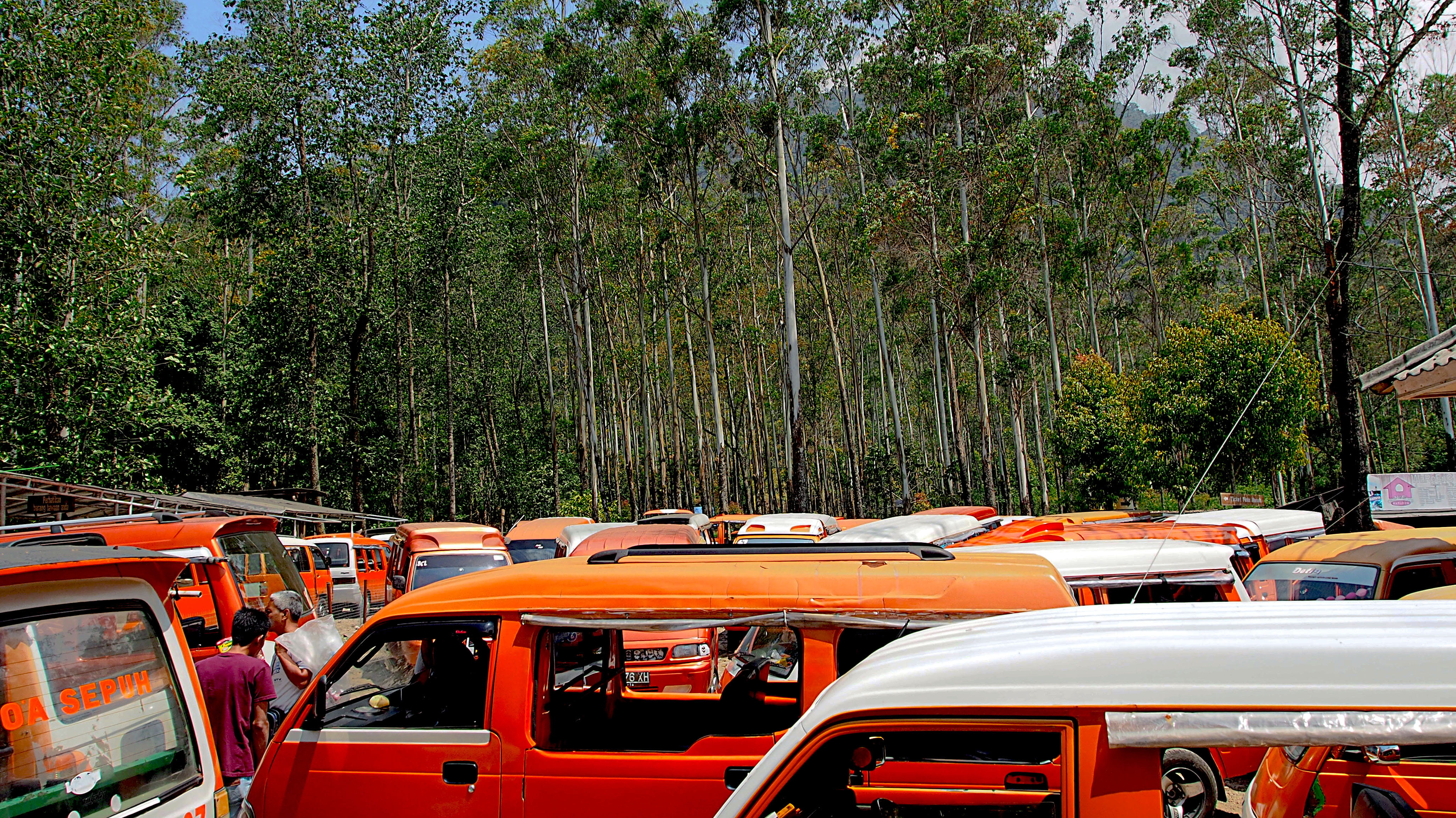 forest, sunlight, tree, transportation, 4K, motor vehicle, nature, kawah putih, no people, green color, public transportation, travel, car, mode of transportation, HD Wallpaper