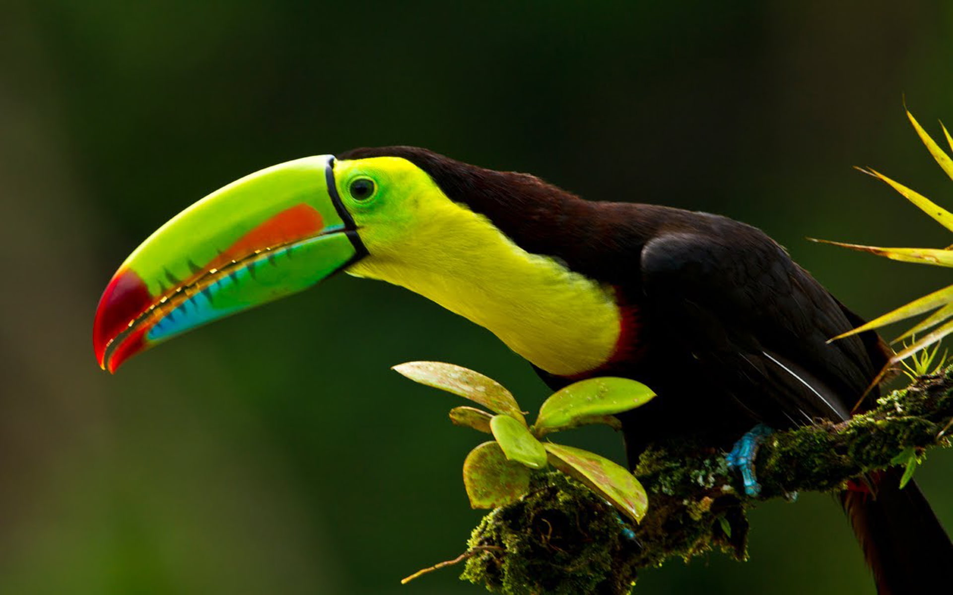 keel, desktop, america, rainbow, 1080P, hd, billed, latin, breasted, bird, colorful, sulfur, toucan, known, HD Wallpaper