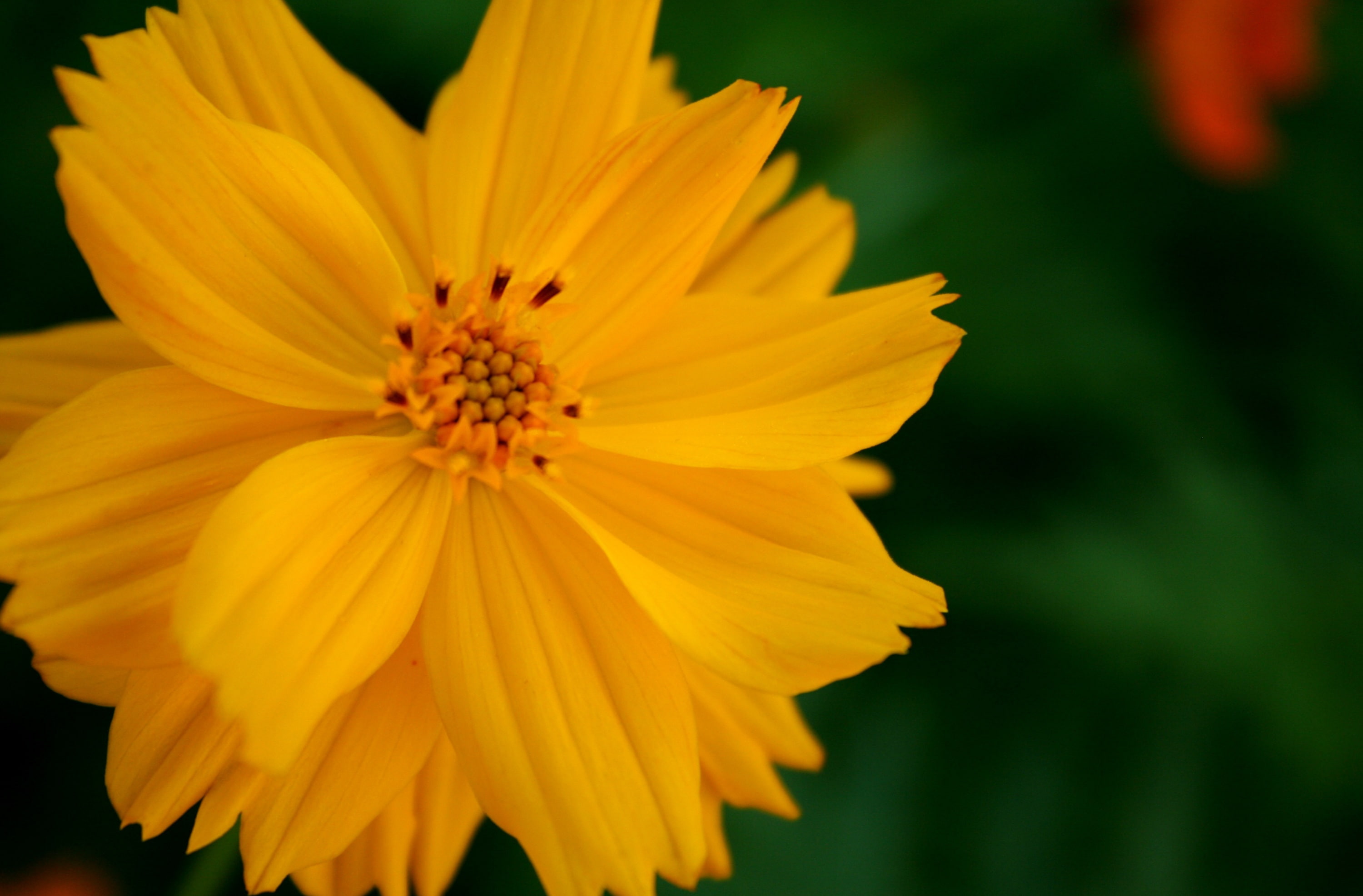 flowering plant, close-up, inflorescence, day, Yellow, cosmos flower, pollen, plant, Cosmos, Flowers, sulfur, focus on foreground, fragility, growth, 2K, HD Wallpaper