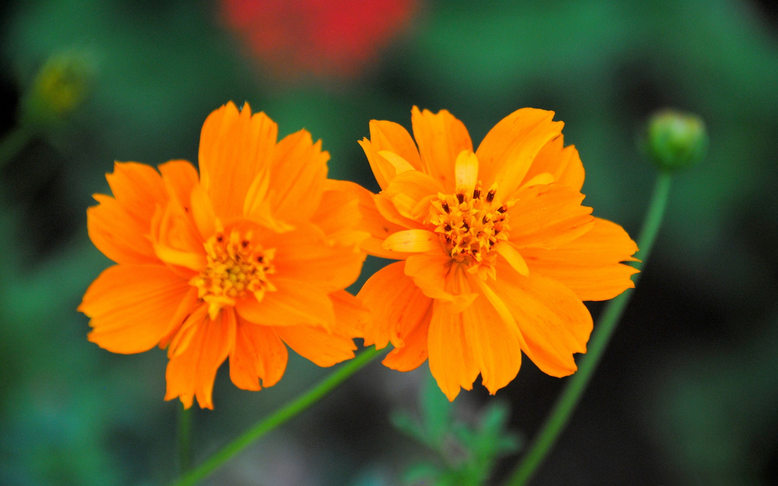 growth, beautiful, fragility, flower, no people, plant, wa, flower head, petal, 2K, beauty in nature, freshness, cosmos, orange color, focus on foreground, HD Wallpaper