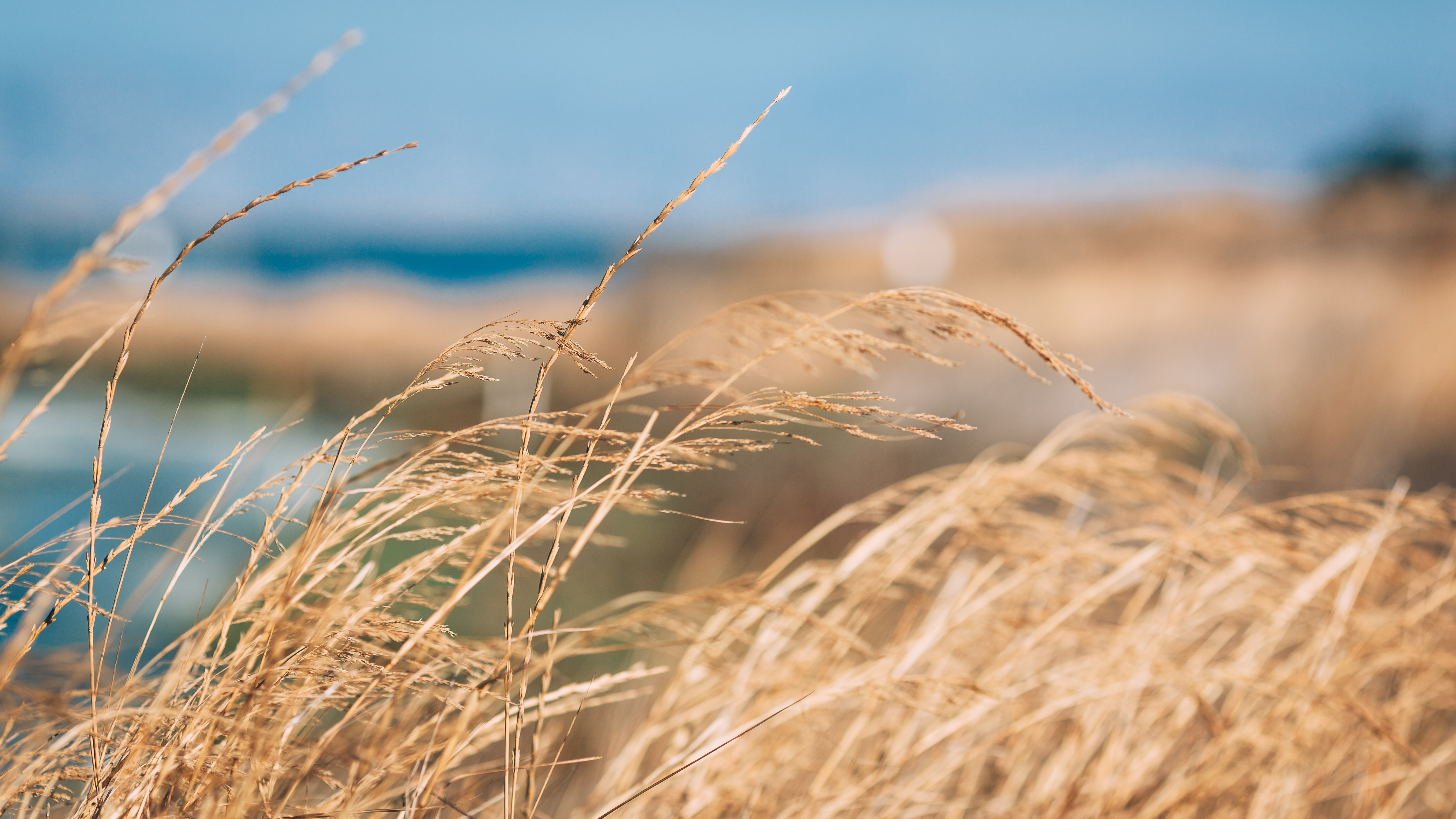 dry grass, photography, landscape, grass, wilderness, 5K, HD Wallpaper