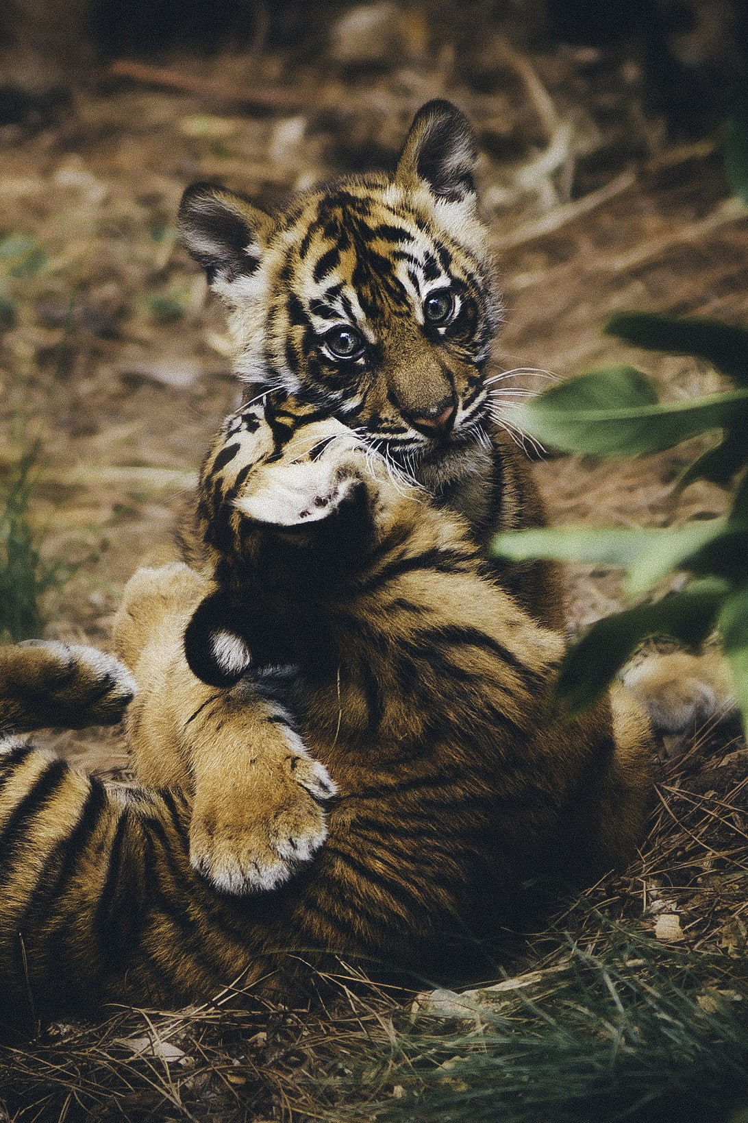 cat, relaxation, young animal, one animal, leaves, tiger, tree, animal themes, plant, no people, animals in the wild, animal wildlife, 720P, portrait, Phone HD Wallpaper