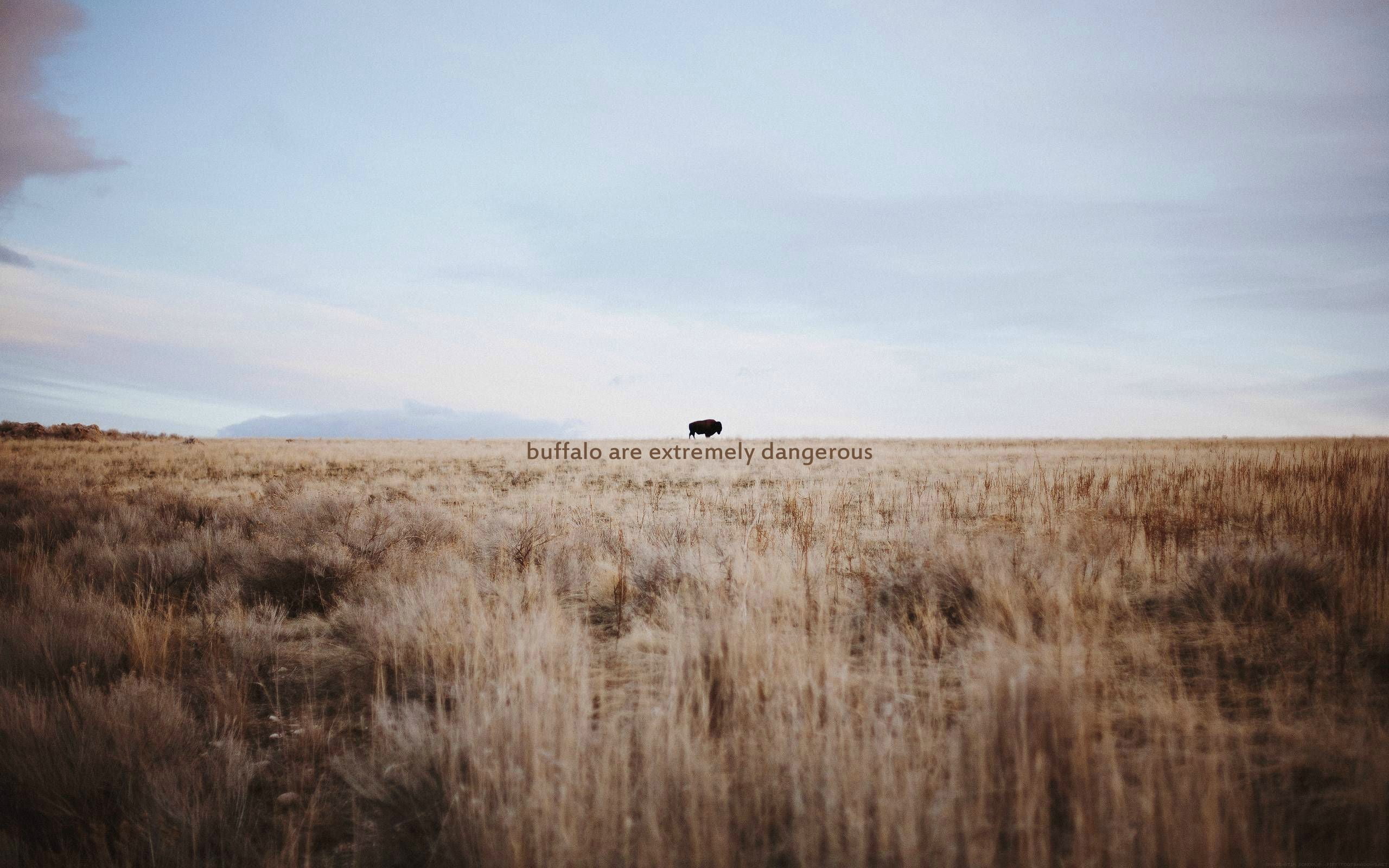 non-urban scene, 2K, cloud - sky, sky, wooden, grass, prairie, plant, board, dry grass, scenics - nature, misattributed quotes, tranquil scene, nature, HD Wallpaper