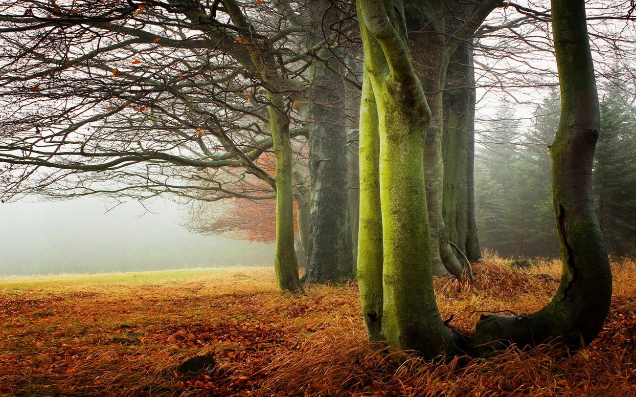 trees, morning, dry grass, fall, nature, 720P, landscape, mist, HD Wallpaper