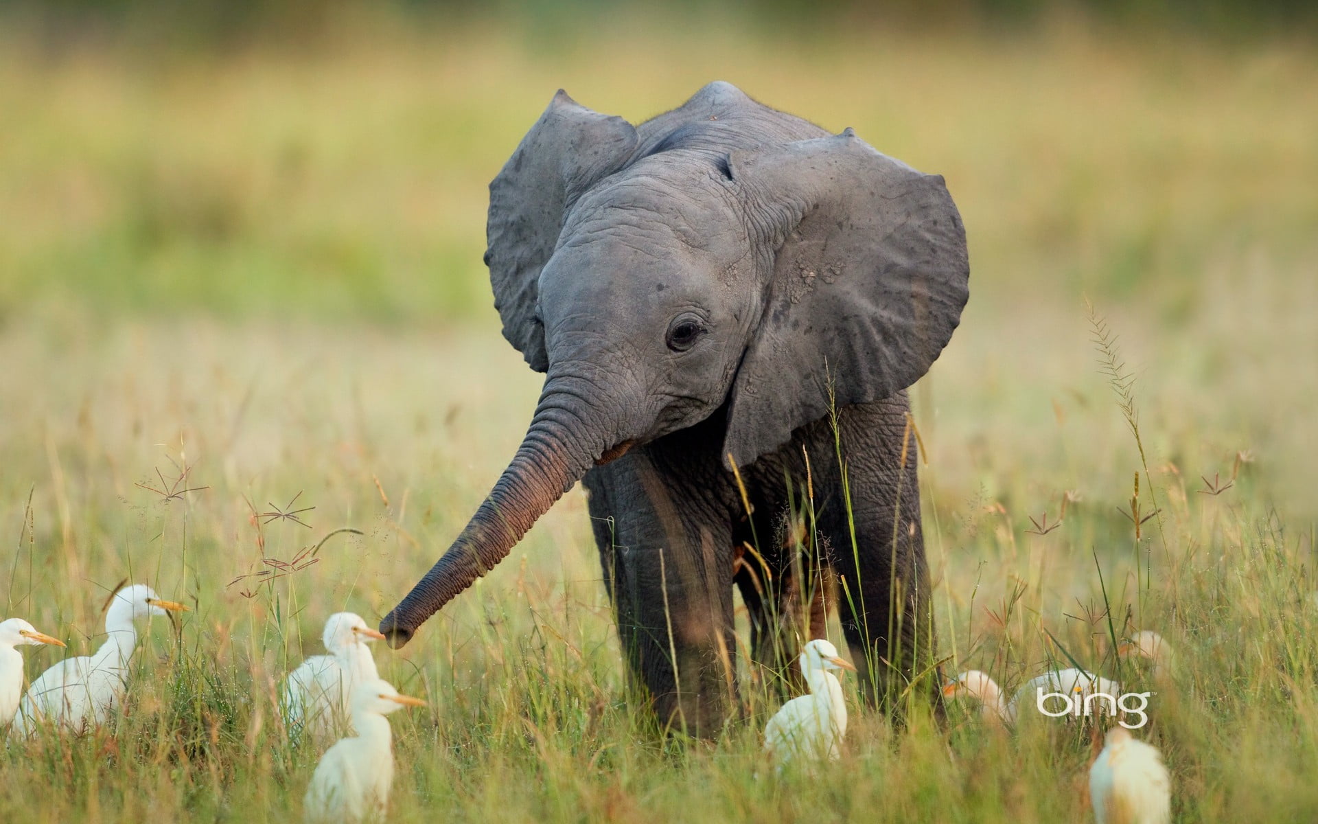 plant, nature, safari, animals in the wild, outdoors, animals, friendship, grass, grey, mammal, 1080P, animal family, young animal, baby animals, land, HD Wallpaper