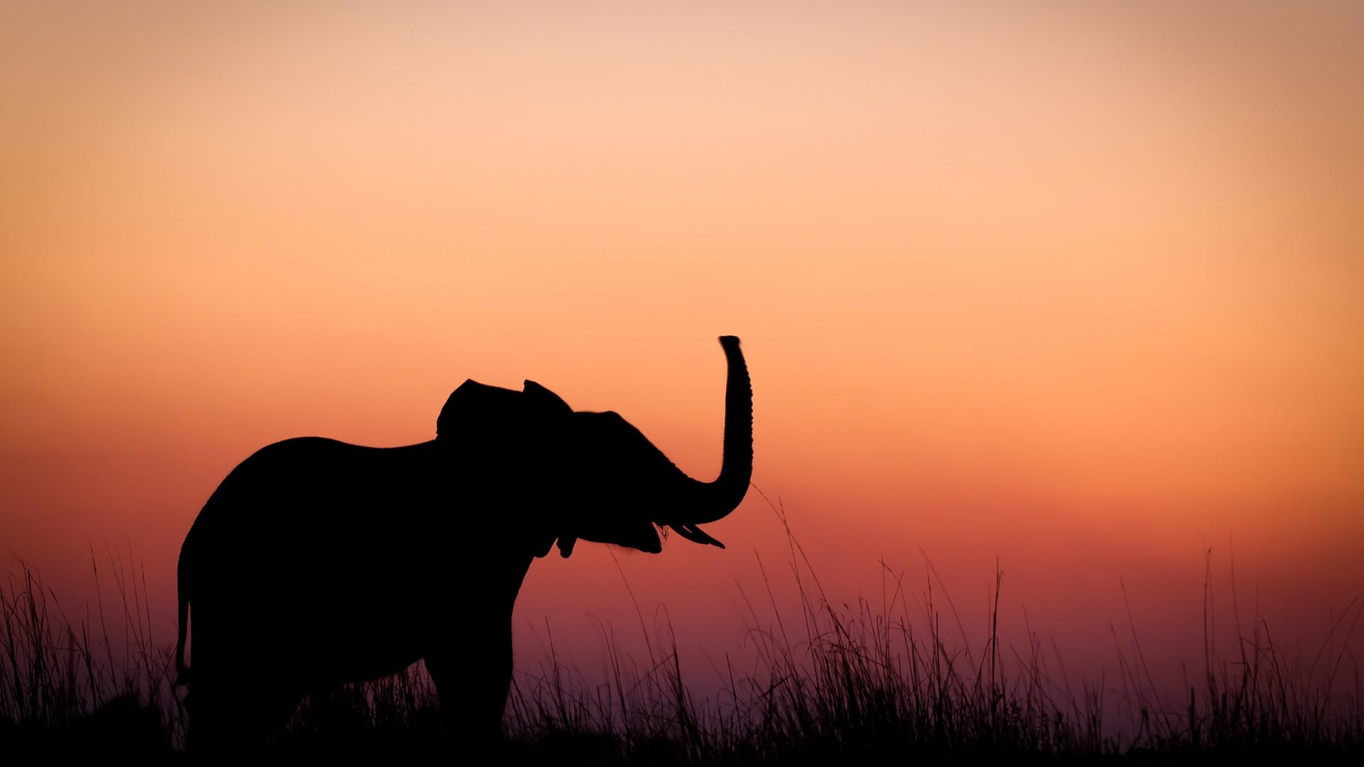 herbivorous, sky, animal, field, sunset, baby animals, one animal, sun, animal wildlife, no people, orange color, mammal, photo, alone, animal themes, silhouette, HD Wallpaper