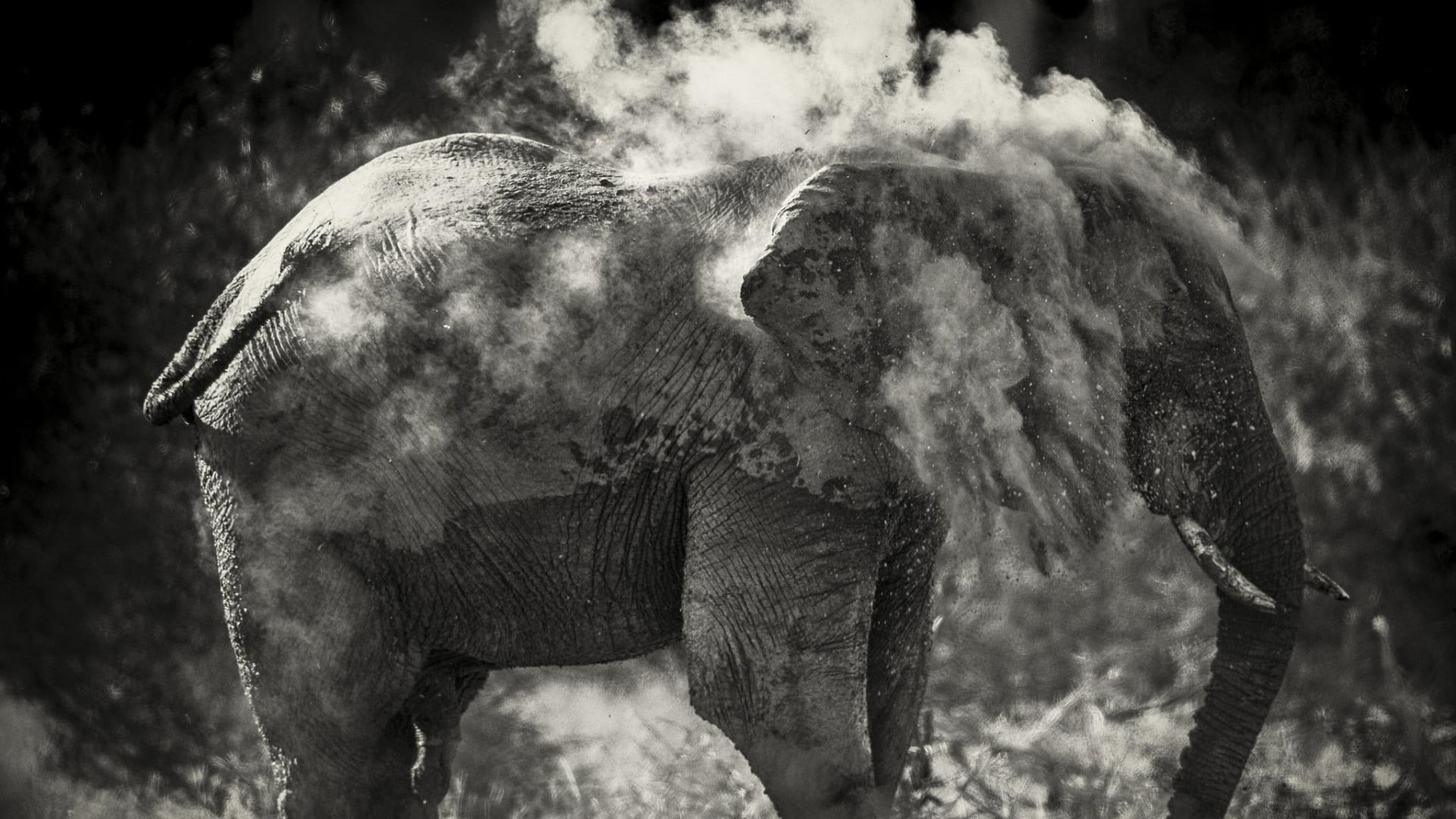 monochrome, animal, mammal, 1080P, gray, day, african elephant, two animals, herbivorous, animals in the wild, aggression, animal trunk, dust, elephant, HD Wallpaper
