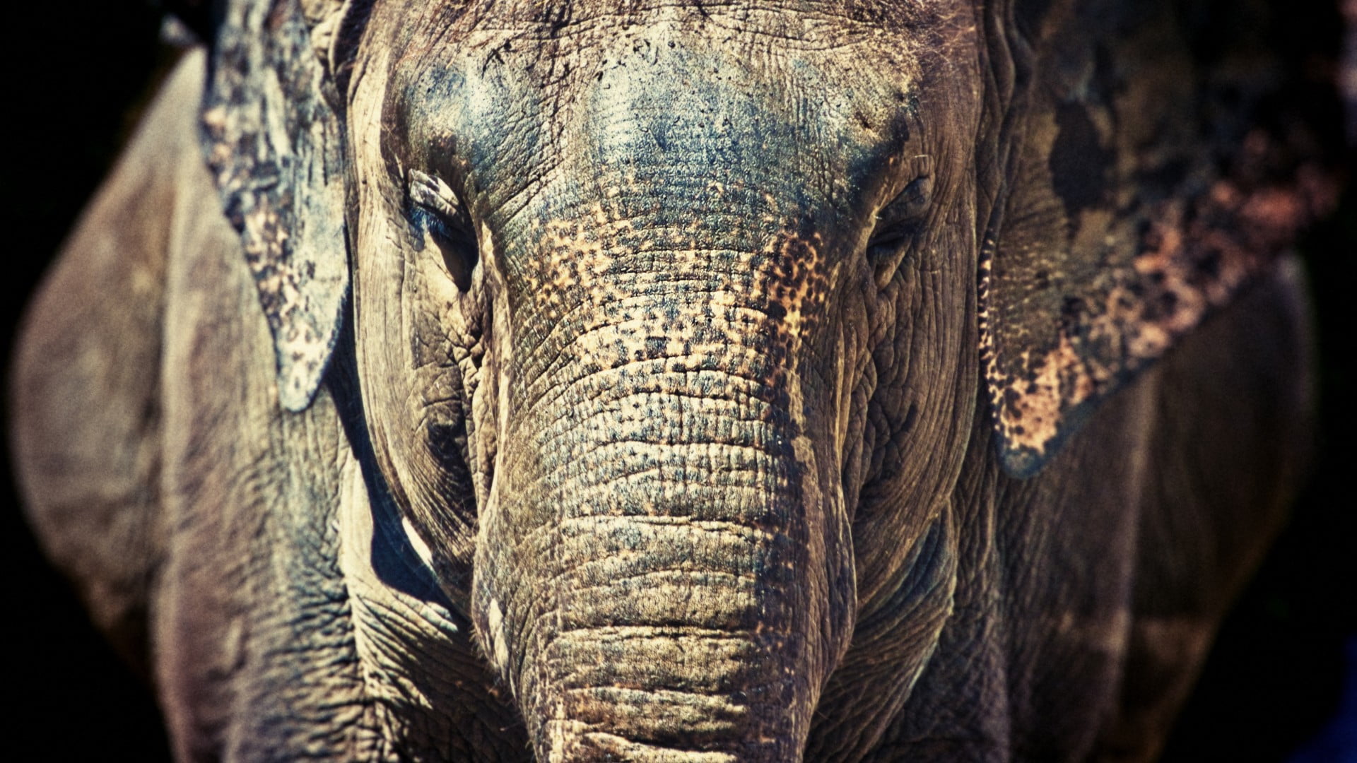 1080P, nature, safari, one animal, wildlife, animal eye, brown, Africa, herbivorous, portrait, focus on foreground, animals in the wild, animals, mammal, HD Wallpaper