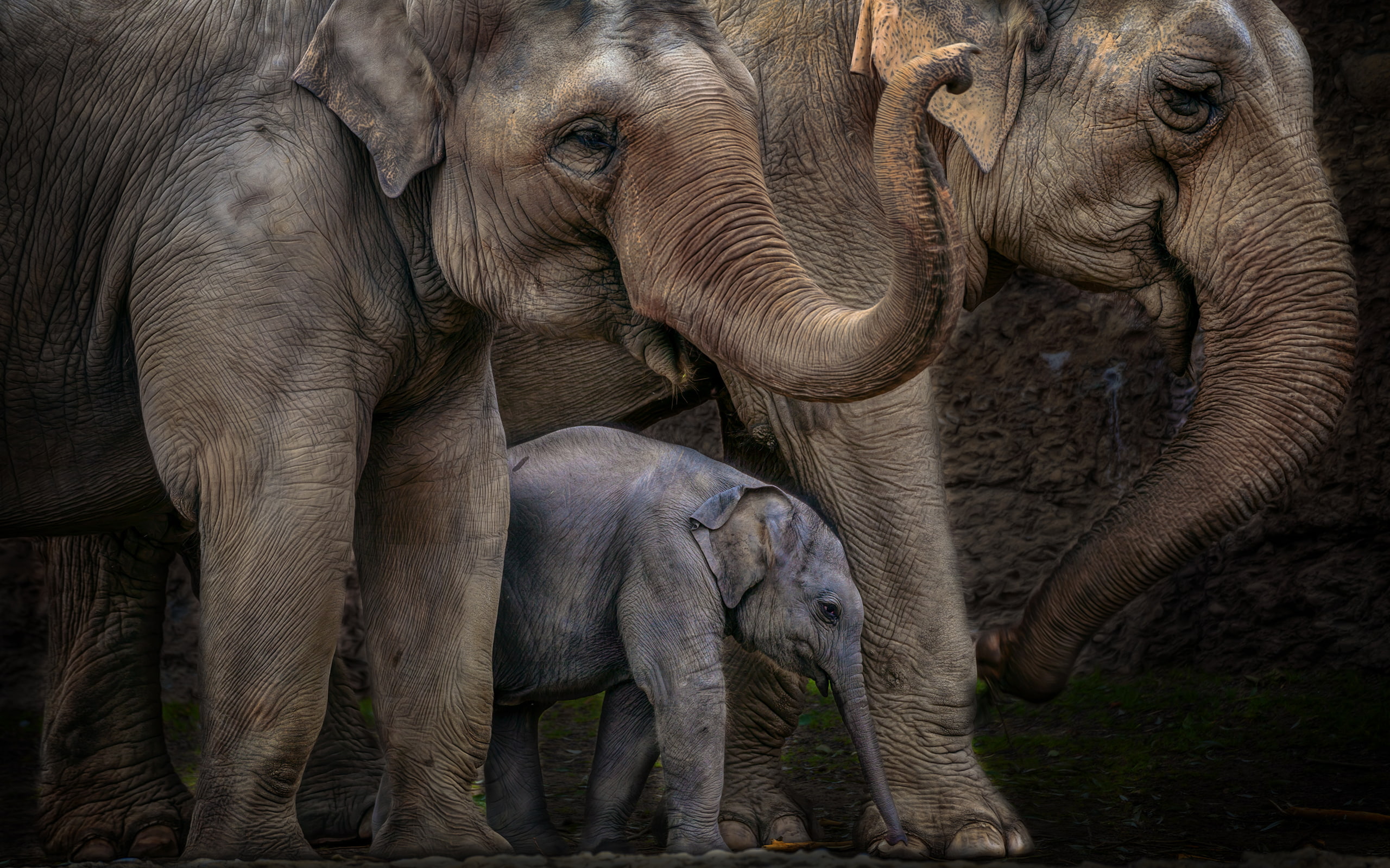 illustration, animals, elephants, elephant, three, 2K, hd, HD Wallpaper