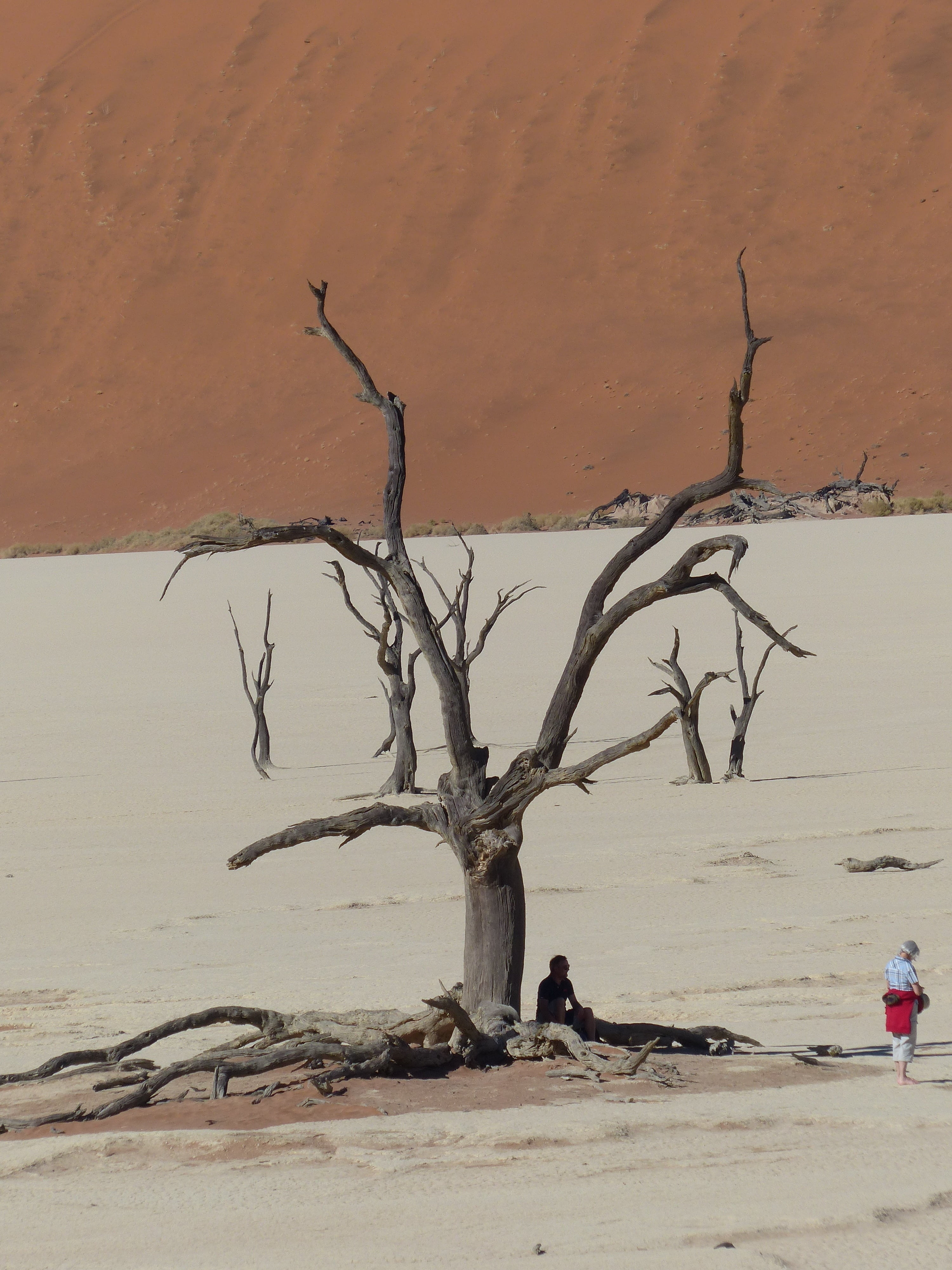 sand, nature, arid climate, scenics - nature, trunk, desert, climate, land, sea, tree, day, tranquility, namibia, non-urban scene, beach, water, outdoors, Phone HD Wallpaper