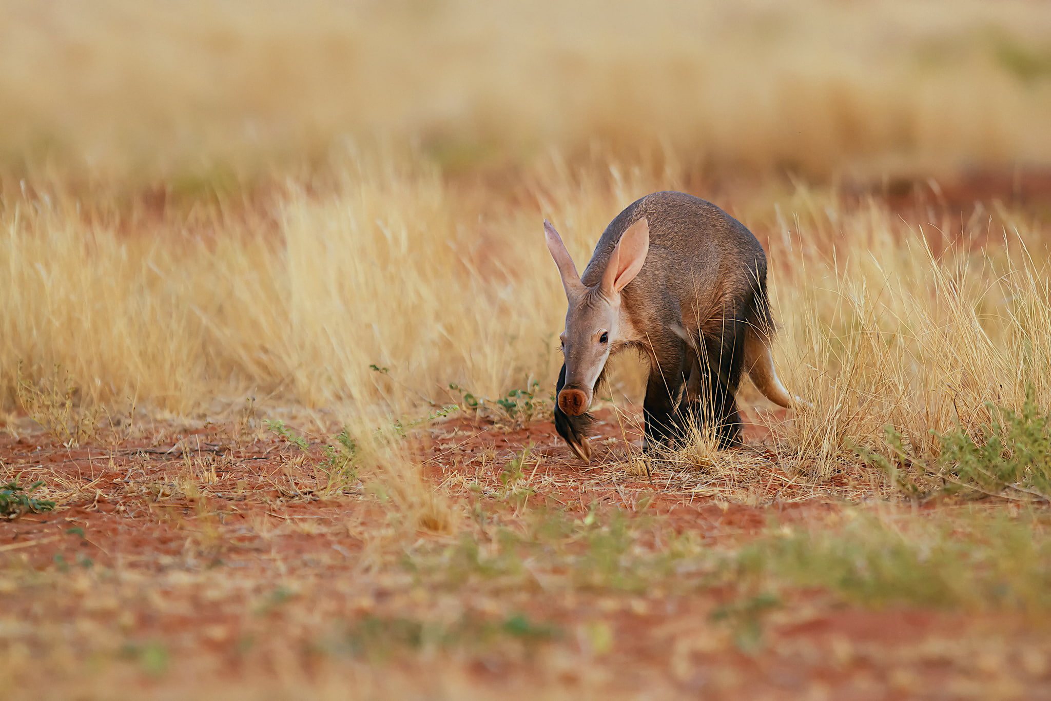 desert, the aard-vark, mammal, South Africa, earthen pig, morning, Kalahari, The aardvark, 1080P, HD Wallpaper