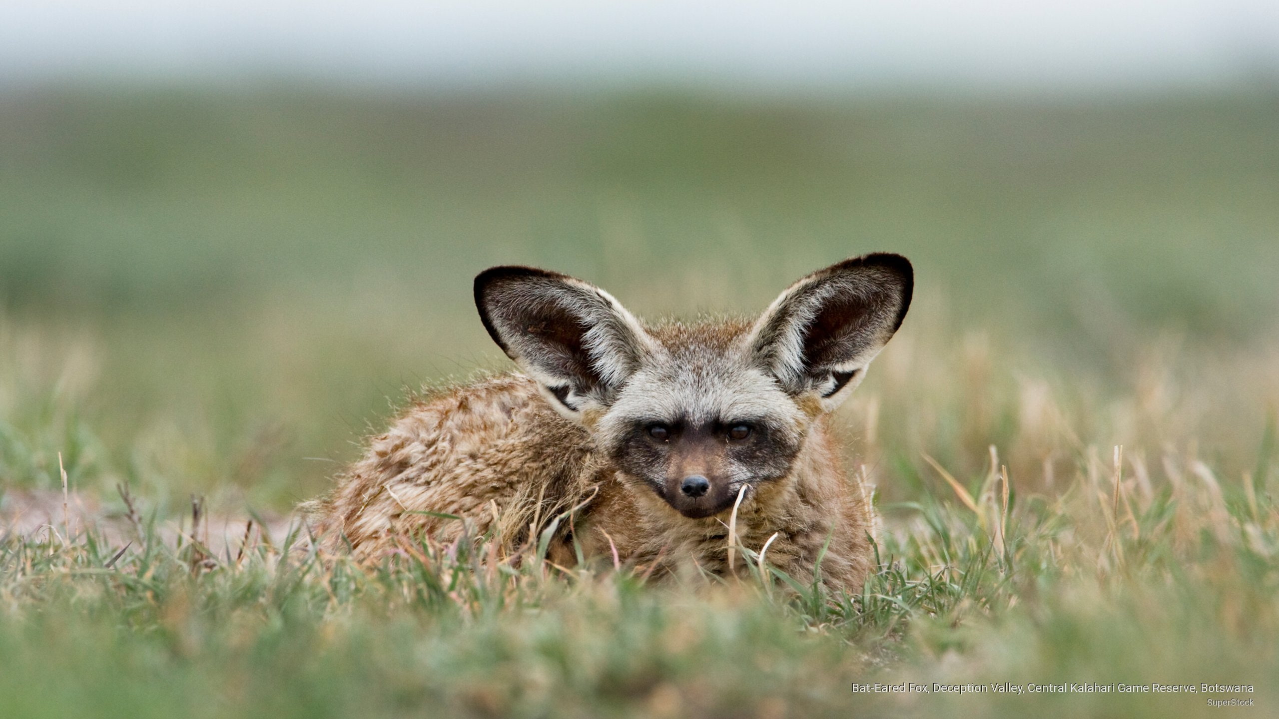 botswana, bat, valley, reserve, eared, central, fox, game, deception, 2K, kalahari, Animals, HD Wallpaper