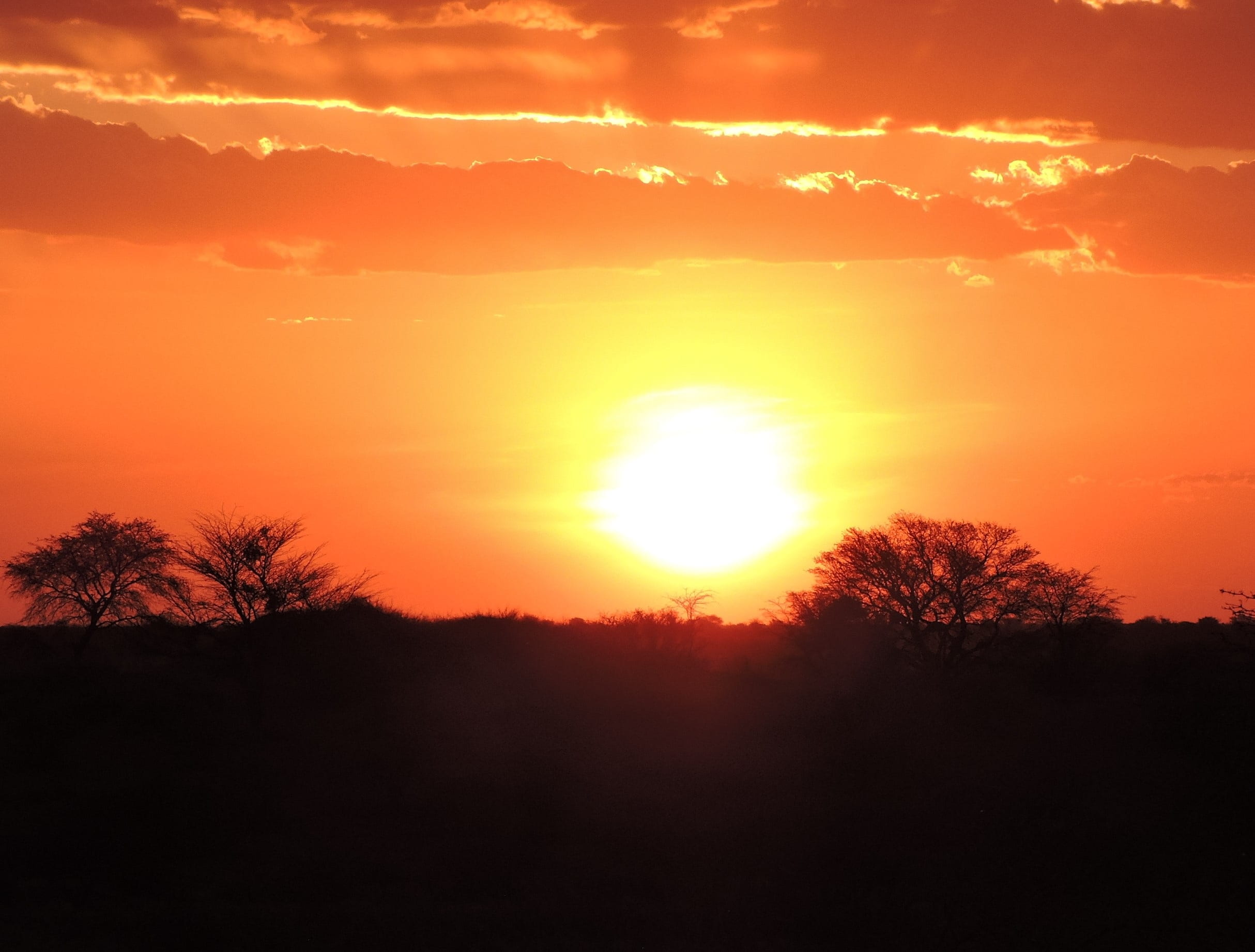 sun, cloud - sky, sky, romantic sky, scenics - nature, tranquility, plant, orange color, tree, 1080P, outdoors, namibia, environment, kalahari desert, HD Wallpaper