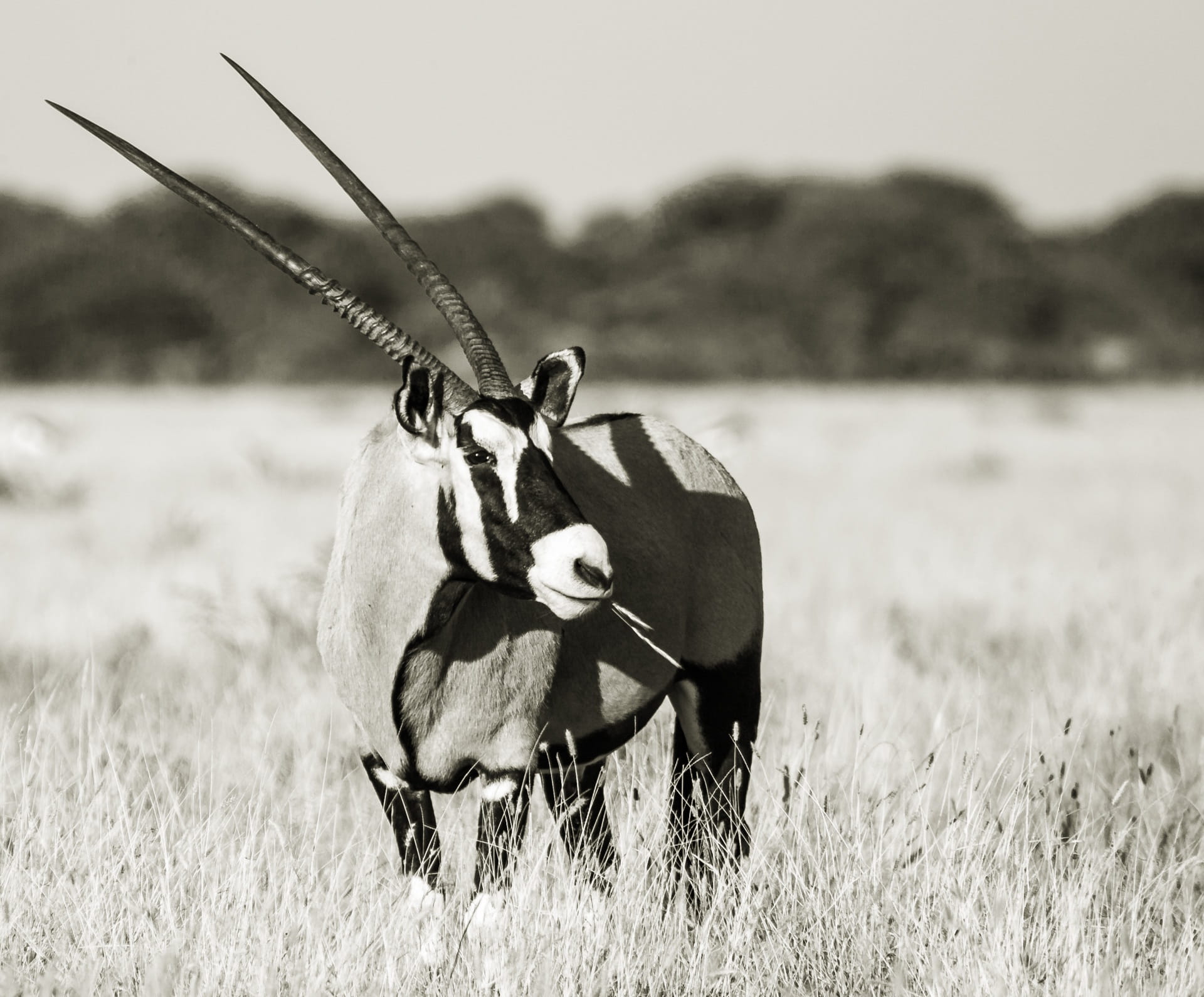 looking, monochrome, central kalahari game reserve, black white, head, portrait of an oryx, domestic animals, animal themes, gemsbok, horns, animal wildlife, HD Wallpaper