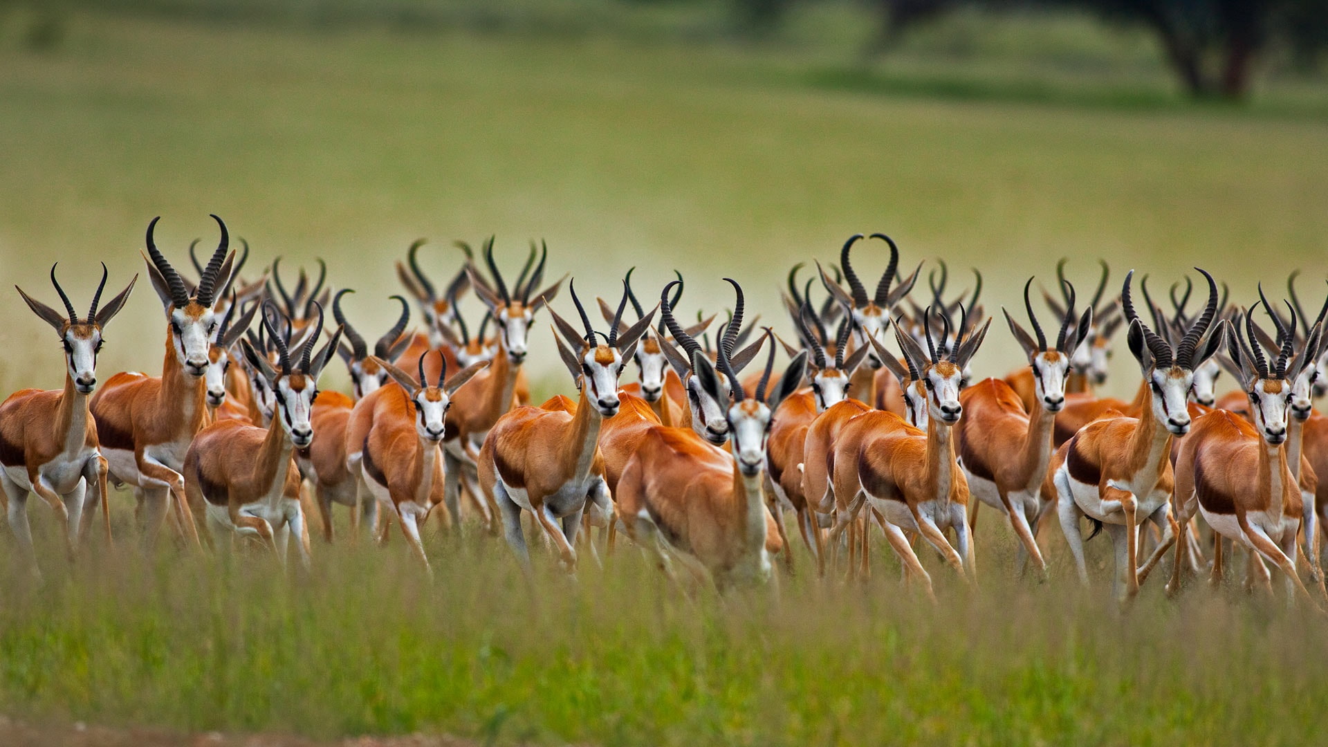 South Africa, 1080P, Springbok, antelope jumping, Africa, African antelope, Kalahari, HD Wallpaper