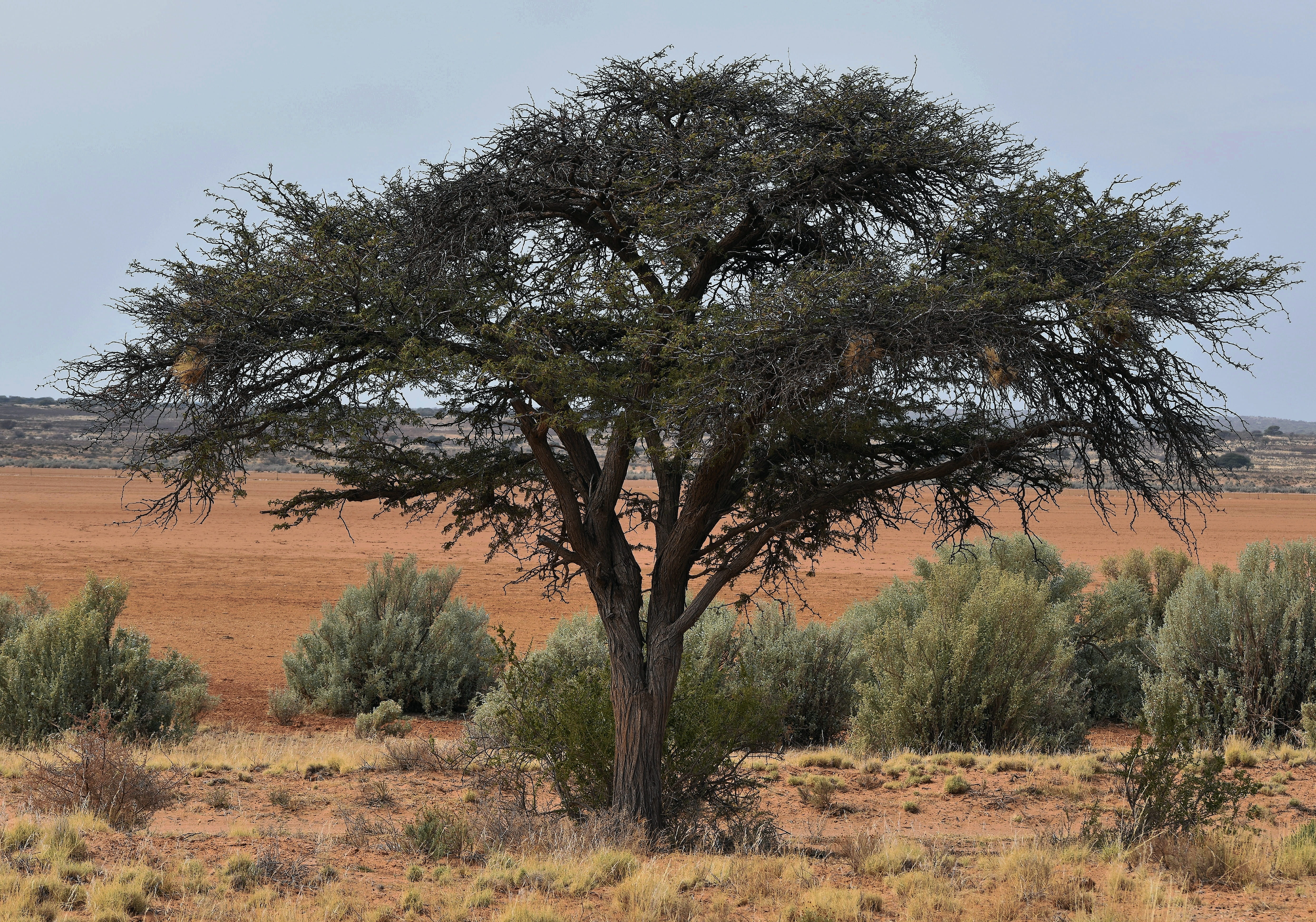 arid climate, outdoors, growth, sky, beauty in nature, day, tranquility, playa, semi-arid, climate, tree, desert, nature, prairie, acacia, plant, land, HD Wallpaper