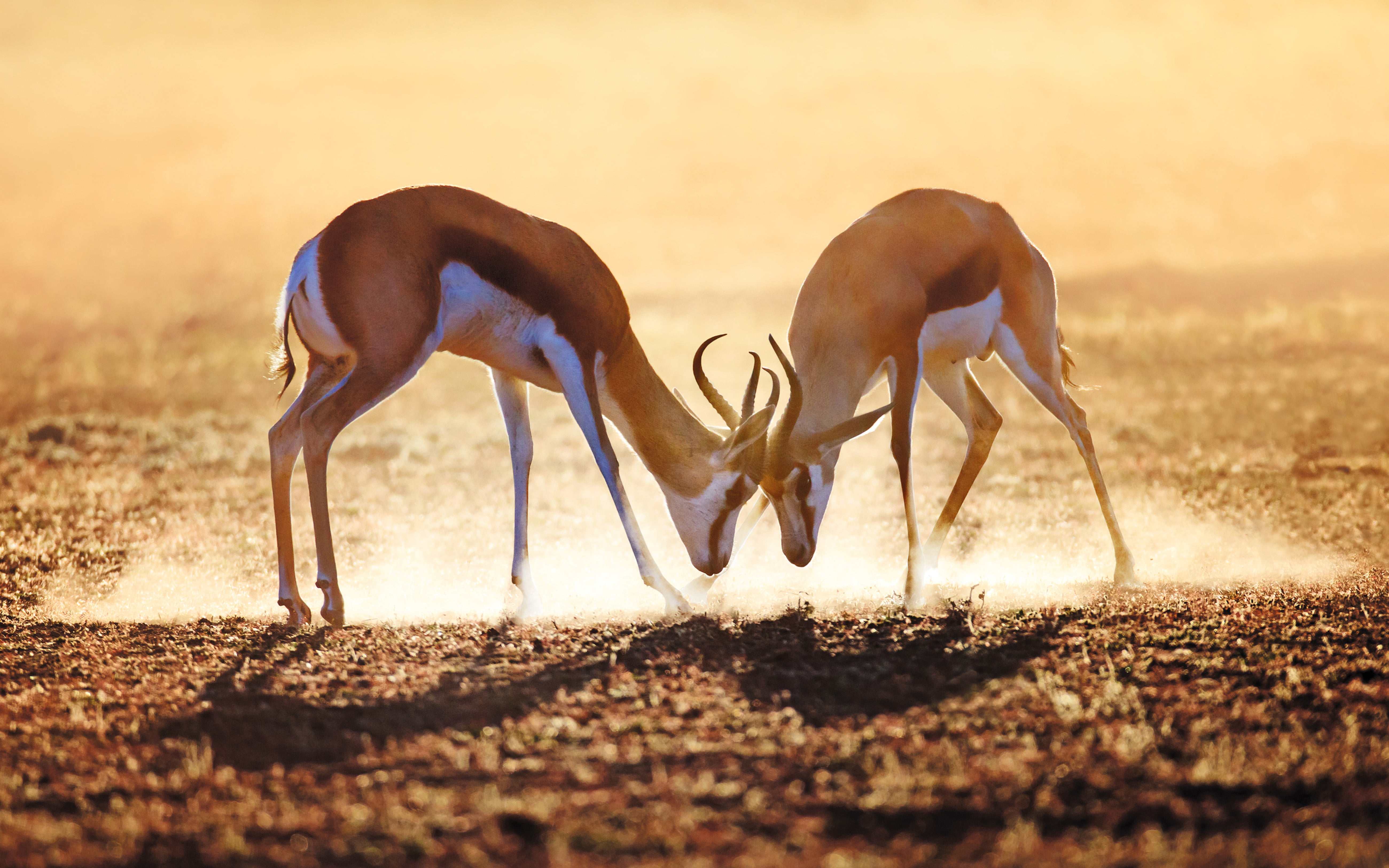 hd, land, 5K, nature, dust, animal themes, conflict, kalahari, fighting, fight, vertebrate, herbivorous, aggression, antelope, animal, mammal, HD Wallpaper