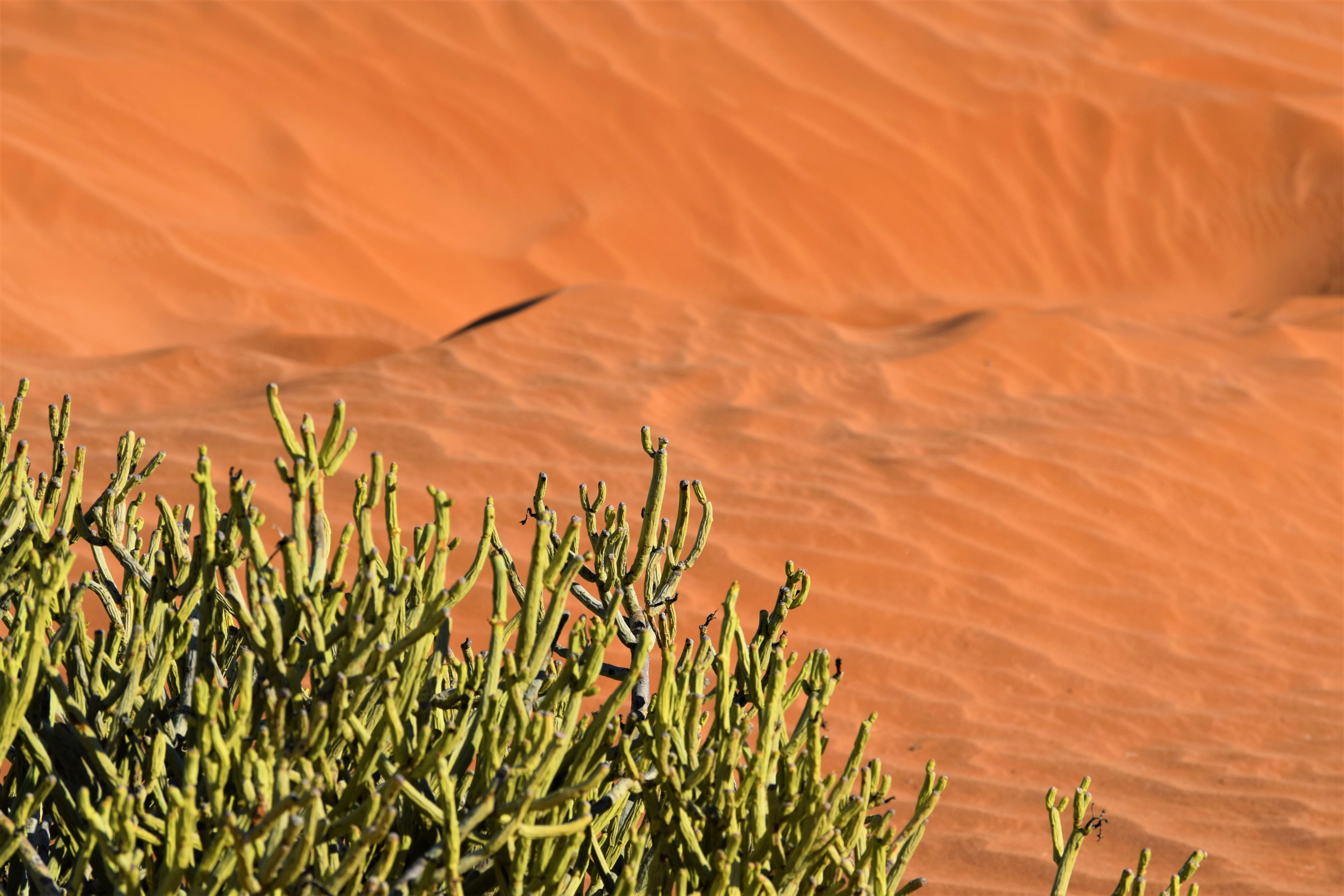 non-urban scene, no people, plant, sand dune, growth, kalahari, tranquil scene, scenics - nature, 5K, contrast, landscape, tranquility, nature, day, desierto, HD Wallpaper
