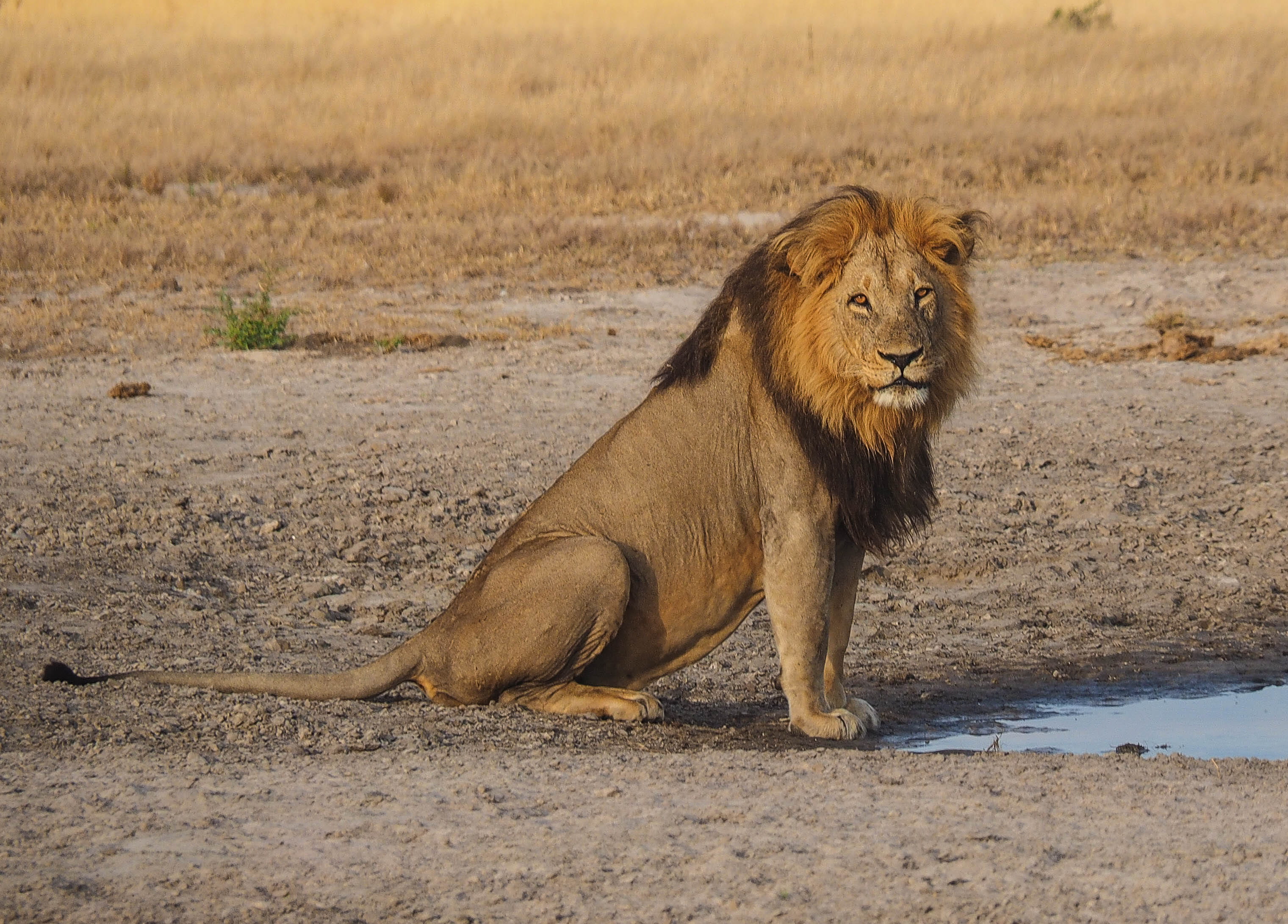 chobe, wild, undomesticated cat, stand, big cat, animal themes, lion - feline, animal, botswana, nature, cat, day, de, one animal, water, mane, wildlife, HD Wallpaper
