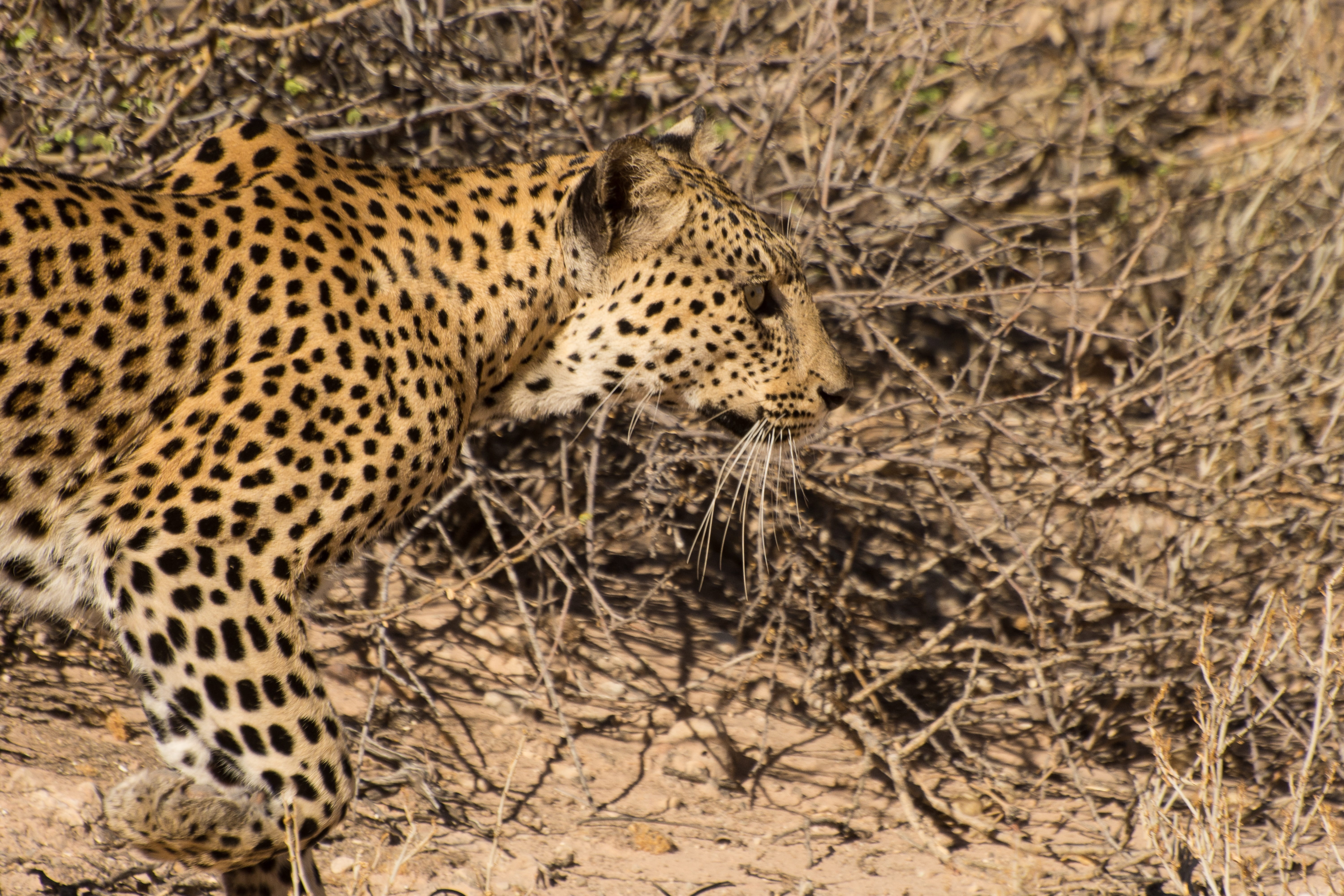 5K, kalahari, carnivora, big cat, animal themes, cat, leopard, cheetah, no people, nature, survival, namibia, animals in the wild, one animal, animal, HD Wallpaper
