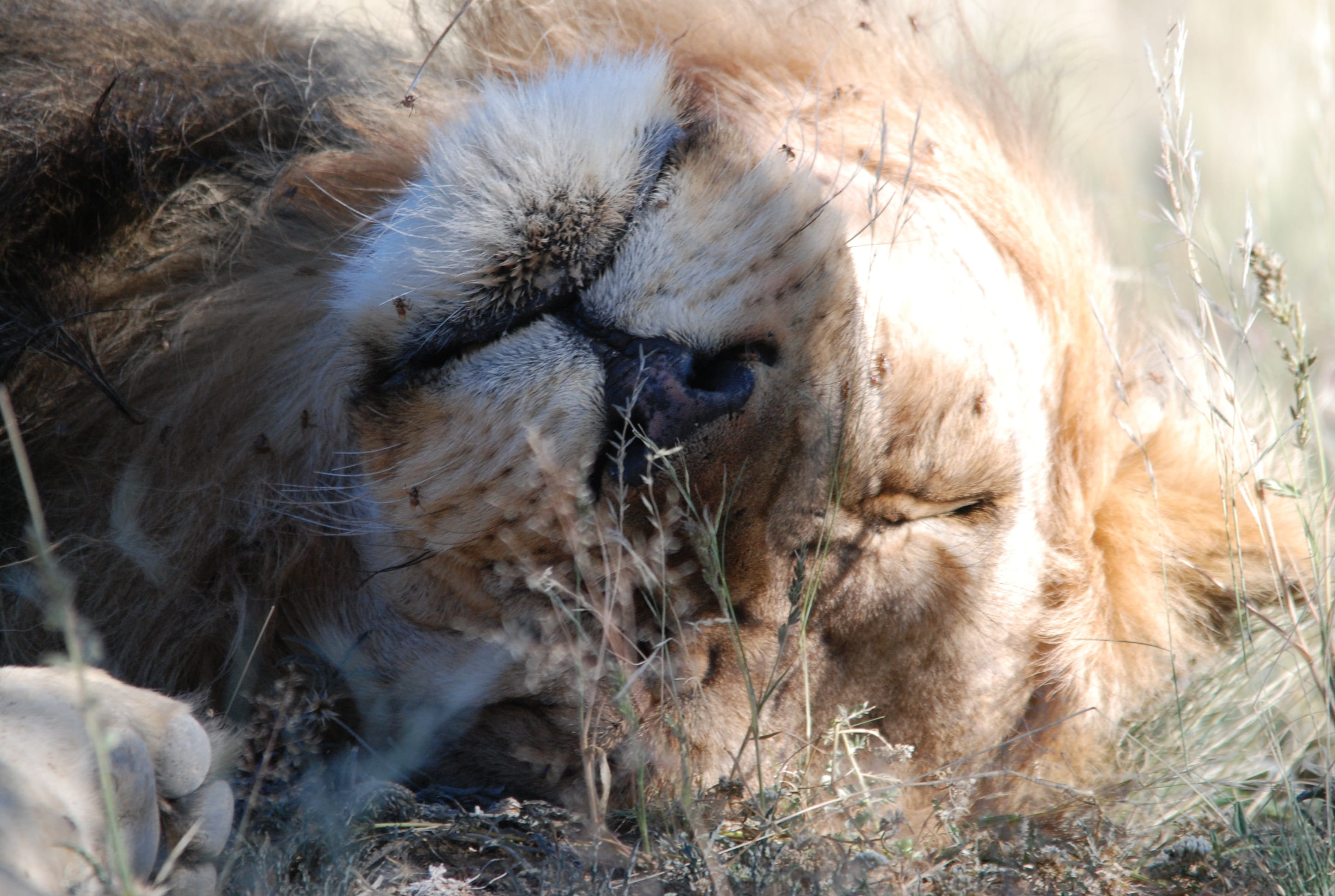 land, animals in the wild, mammal, outdoors, vertebrate, carnivora, feline, kgalagadi, undomesticated cat, field, kalahari, kalahari lion, animal wildlife, HD Wallpaper