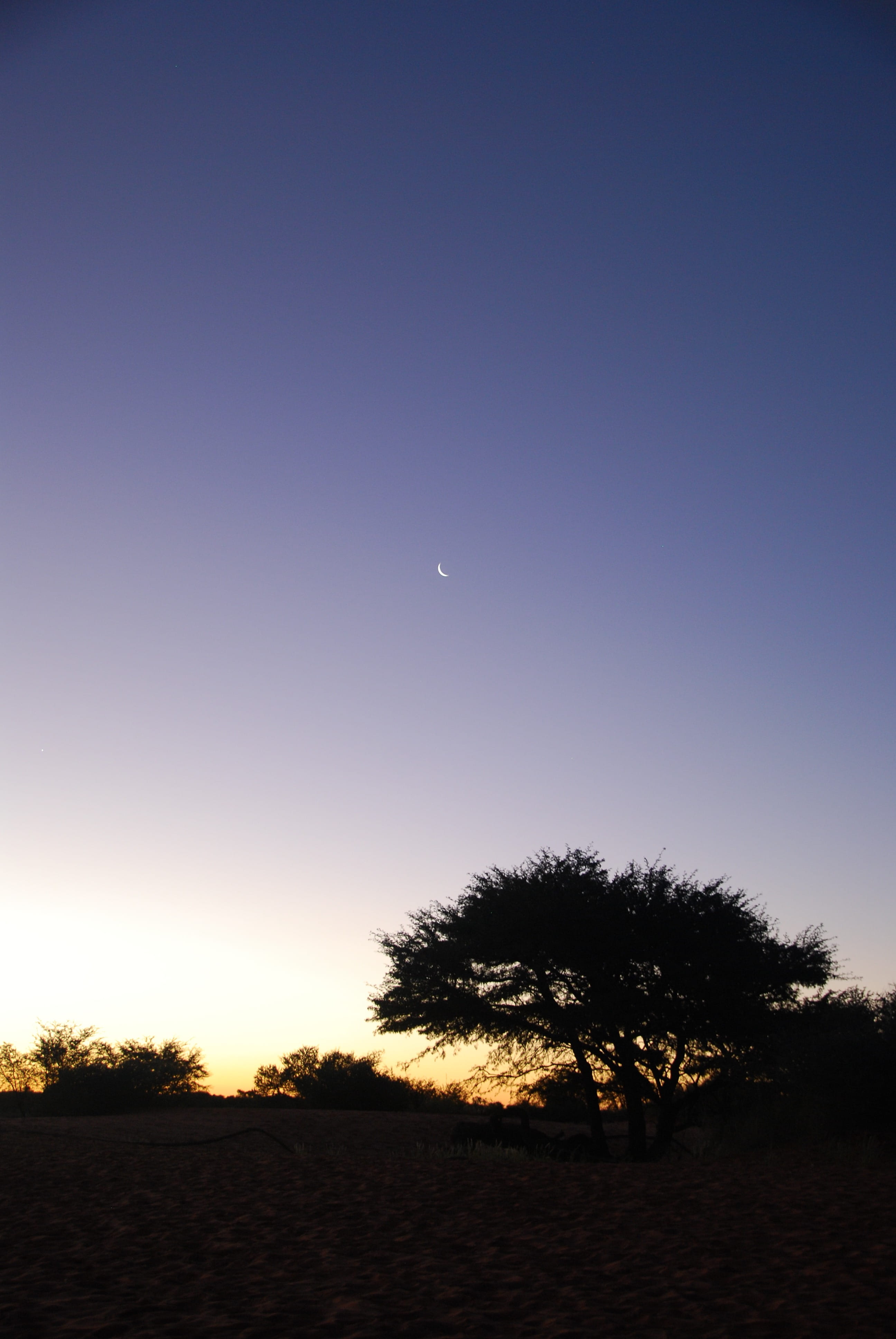 Night, copy space, 4K, no people, land, crescent, scenics - nature, Kalahari, plant, tranquility, Desert, nature, silhouette, tranquil scene, Tree, landscape, Phone HD Wallpaper