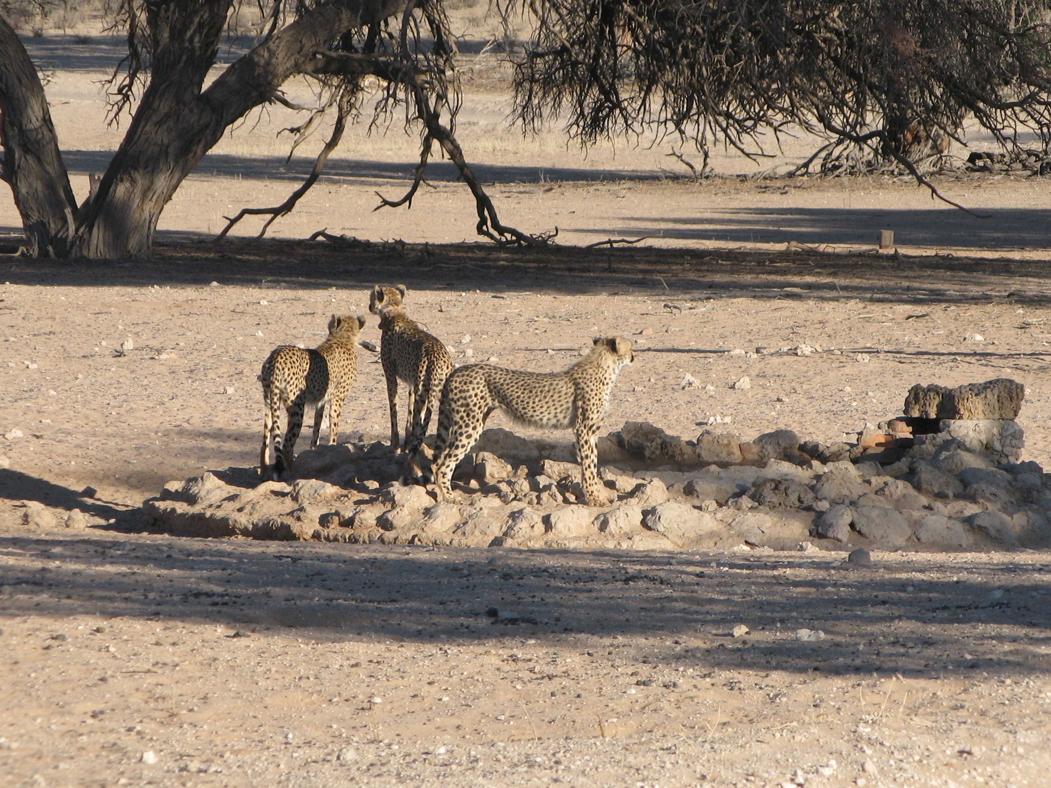 group of animals, Kalahari, day, no people, nature, shadow, 2K, sunlight, mammal, animal, animal wildlife, cheetah, medium group of animals, plant, sand, HD Wallpaper