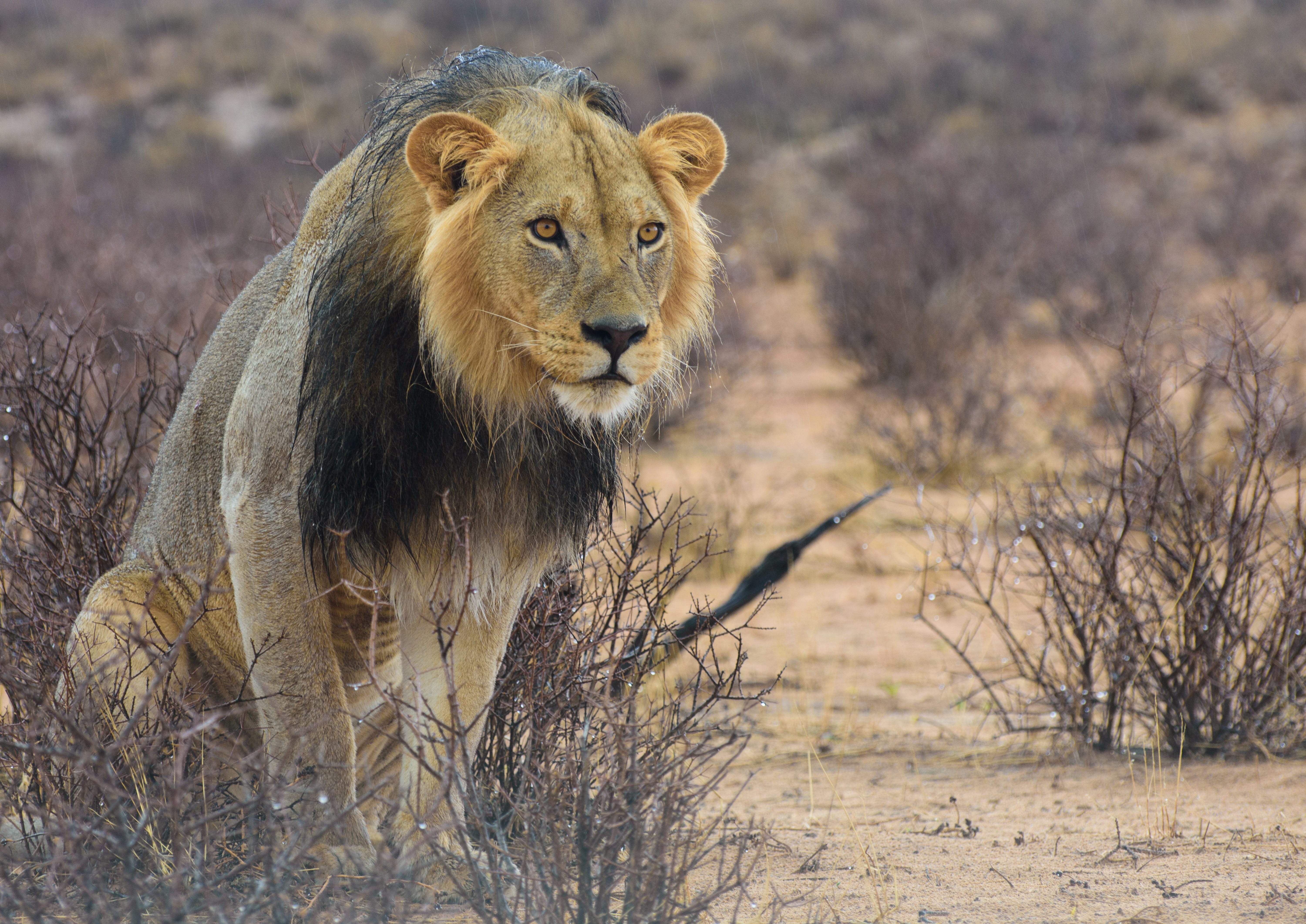namibia, big cat, hunting, predator, lion - feline, one animal, cat, nature, animals in the wild, no people, national park, outdoors, portrait, kalahari, HD Wallpaper