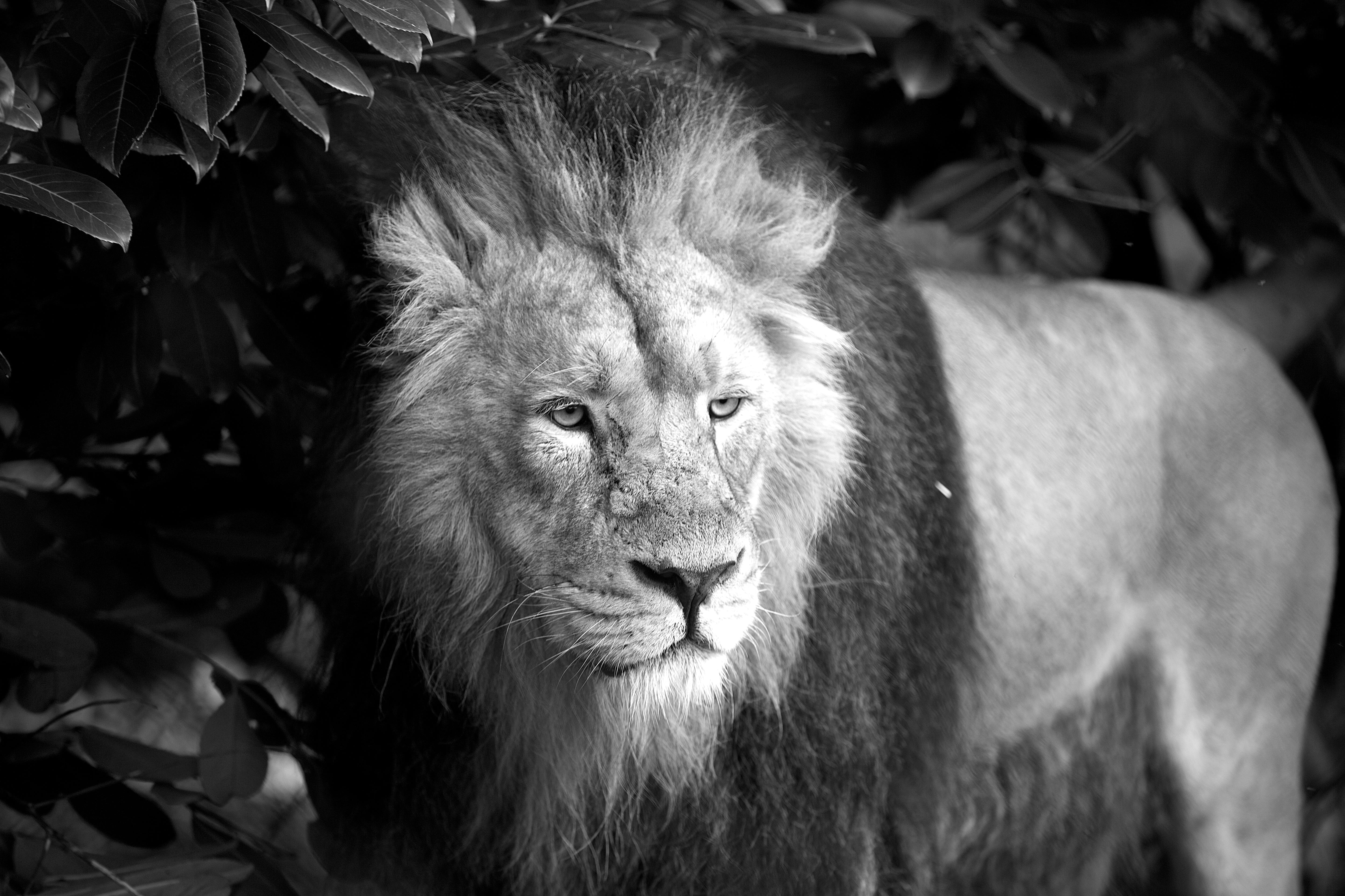 lion - feline, animal themes, safari, cat, zoo, south africa, photo, carnivora, animal, outdoors, portrait, animal head, looking away, white, focus on foreground, HD Wallpaper