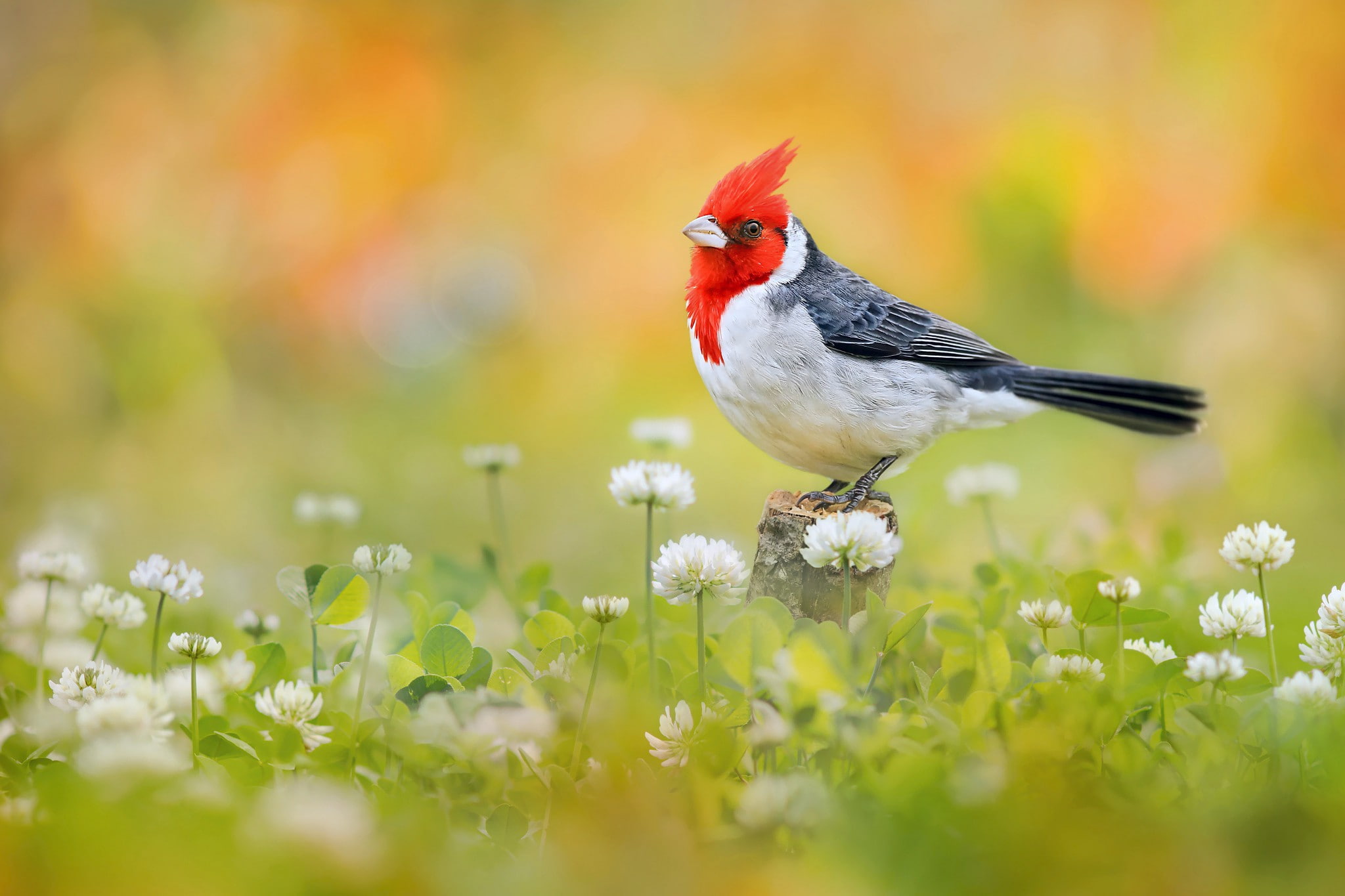 colorful, bird krasnohohlaya kardinalovaya bunting, red, flowers, 1080P, black, bird, white, beautiful, clover, HD Wallpaper