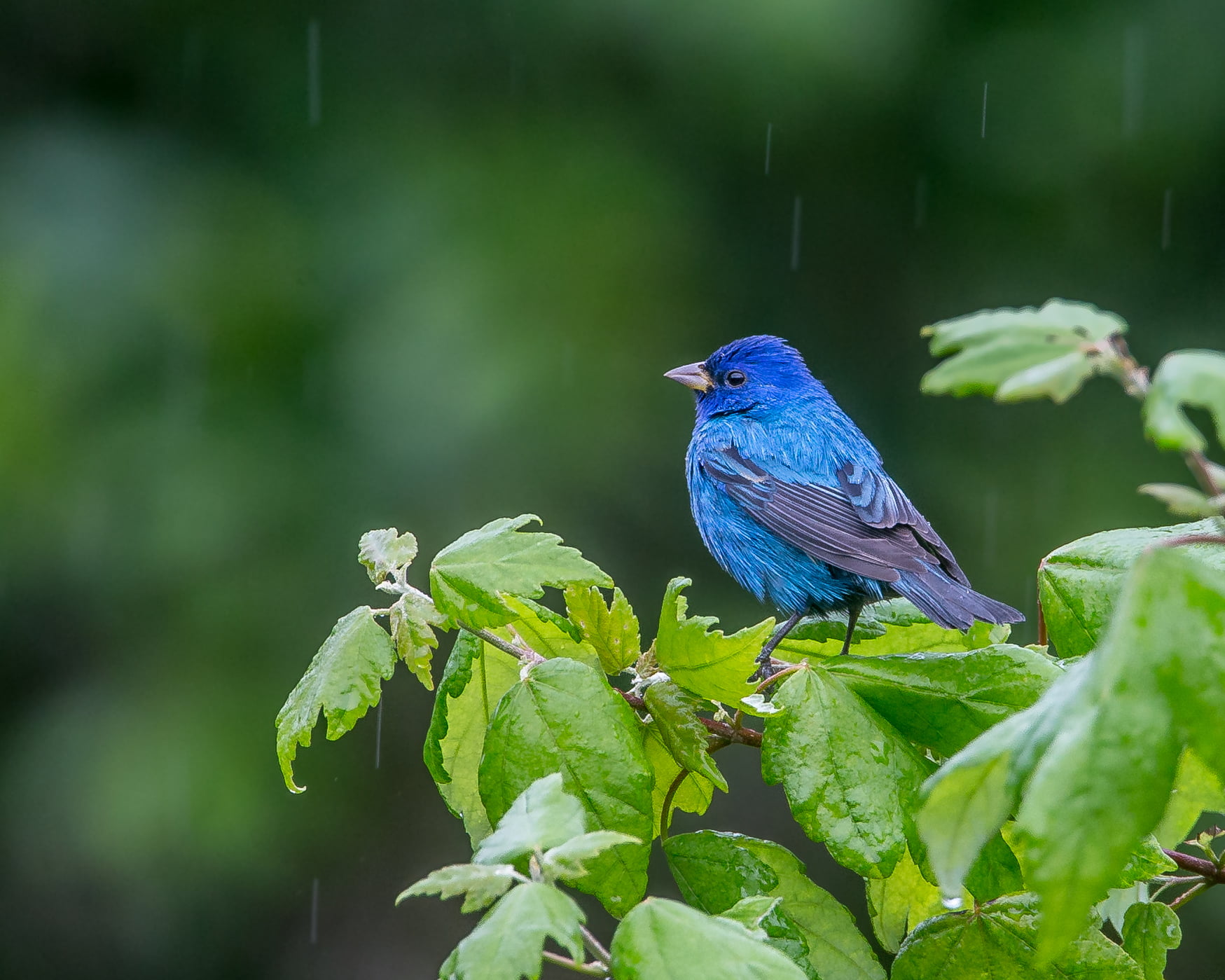 720P, blue bird, branch, Indigo Bunting, photo, Andy, wildlife, Naples  Florida, bird, when it rains, blue, nature, animal, close-up, blues, close, HD Wallpaper