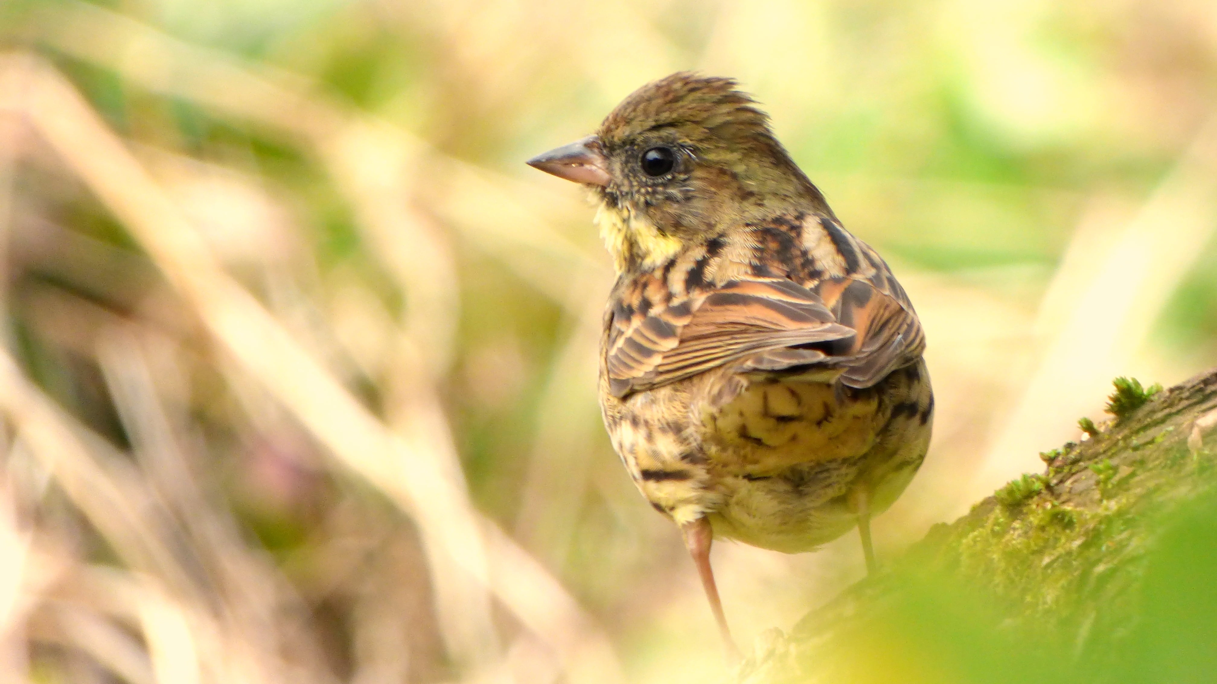 nature, selective focus, standing, winter, black, bunting, photography, Black-faced  bunting, outdoors, beak, wildlife, japan, animal, beige, small, faced, HD Wallpaper