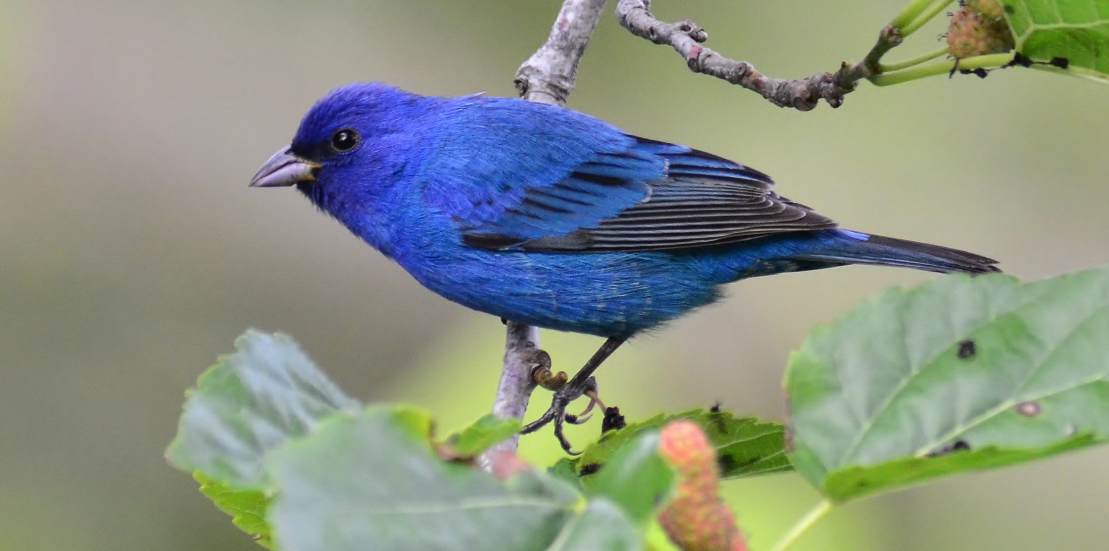 1080P, bird, bunting, nature, no people, focus on foreground, branch, one animal, full length, vertebrate, beauty in nature, plant part, close-up, perching, HD Wallpaper