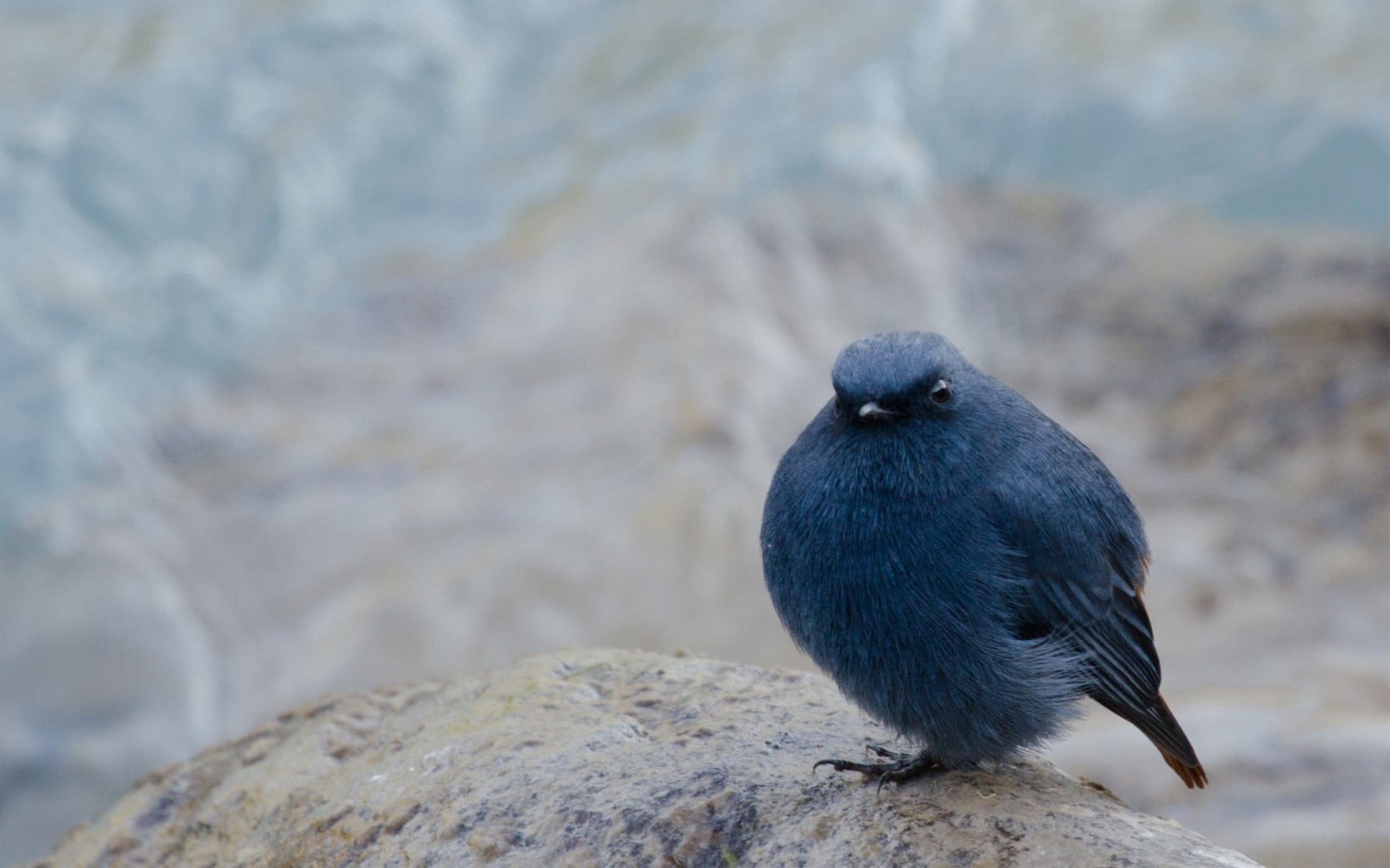 focus on foreground, outdoors, perching, poultry, solid, sitting, nature, day, indigo, bird, no people, animal wildlife, close-up, blur, bun, background, HD Wallpaper