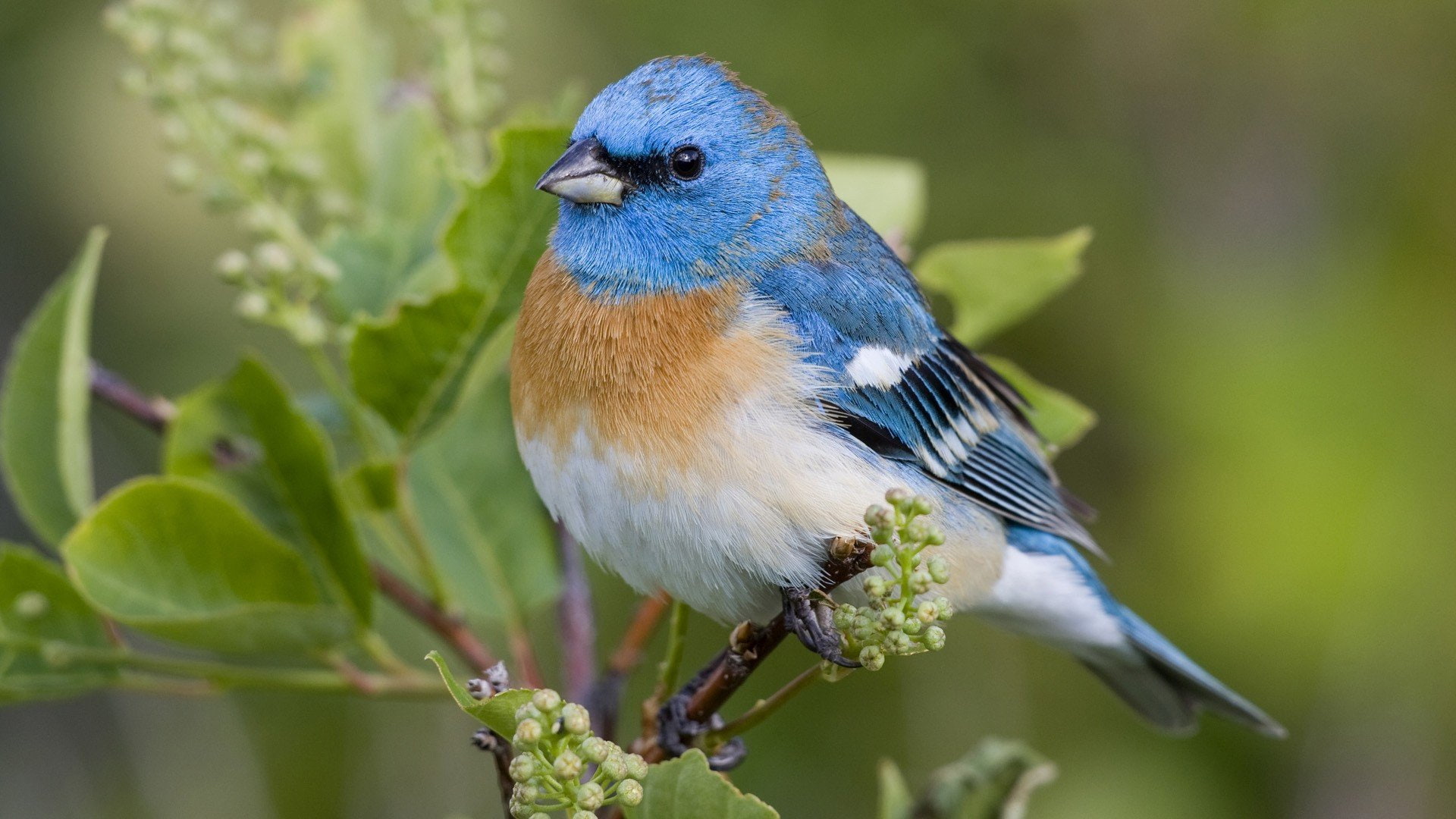 Bunting, field, plants, Lazuli, depth, 1080P, macro, of, nature, leaves, birds, HD Wallpaper