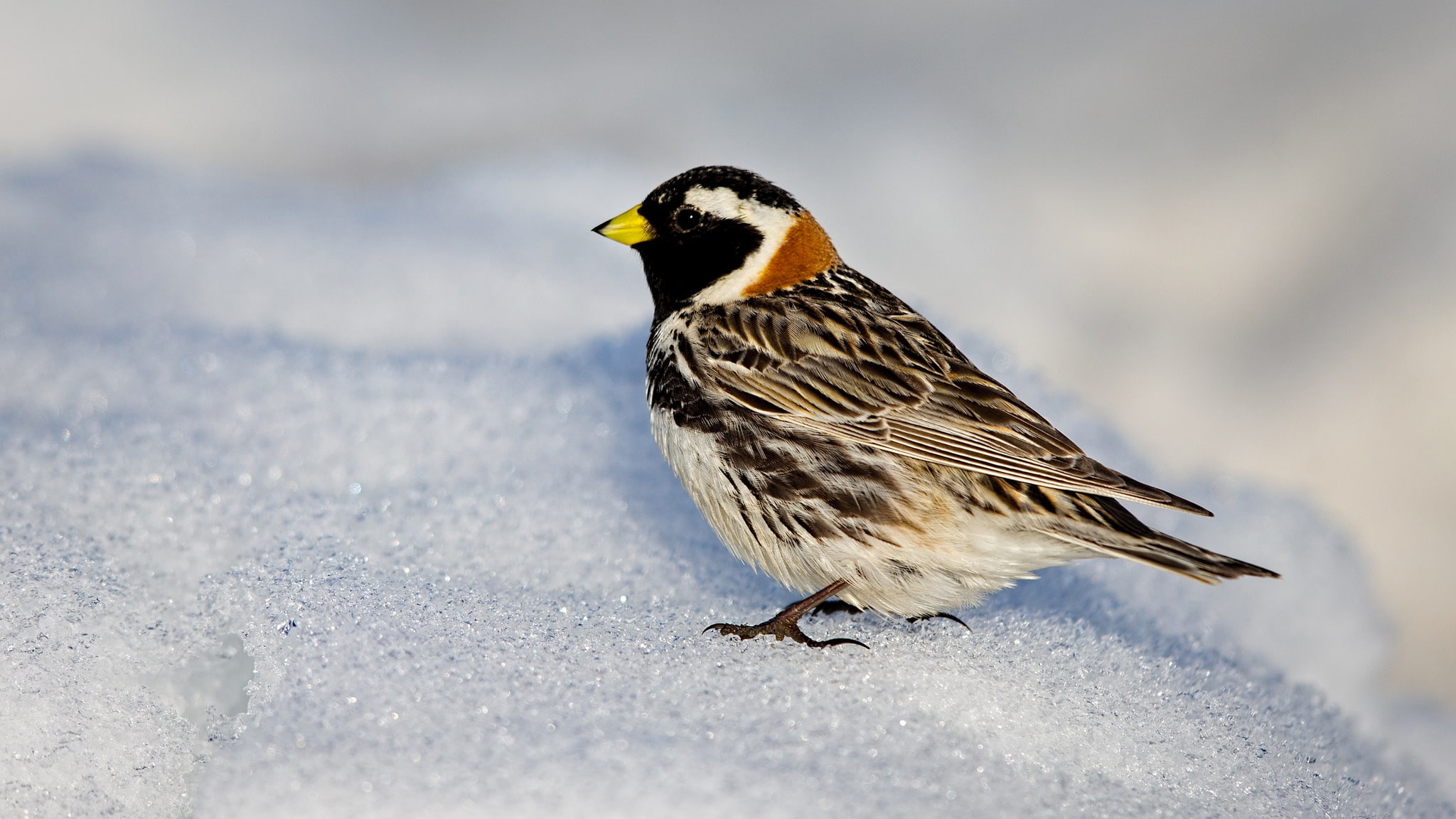 snow, 1080P, bird, wildlife, bunting, HD Wallpaper