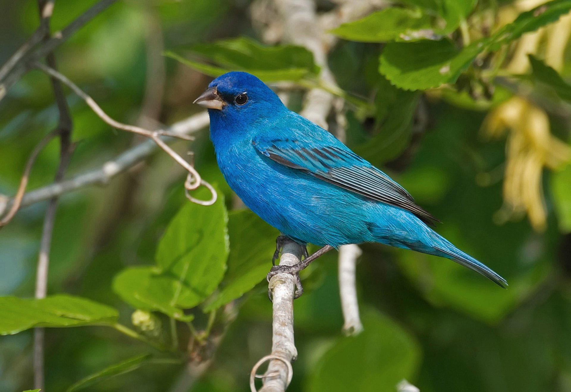 1080P, Bird, Animal, Blue, Birds, Indigo Bunting, HD Wallpaper