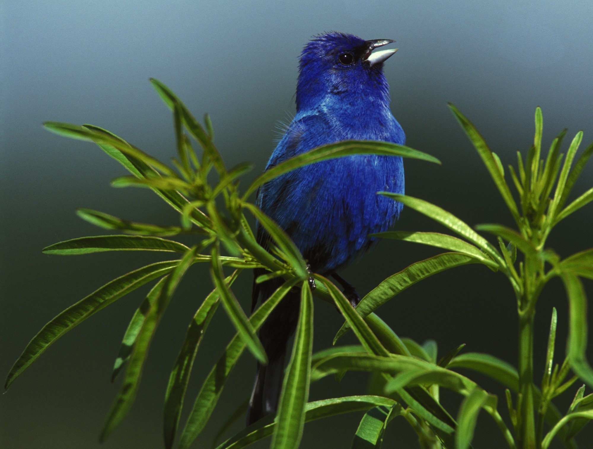 branch, one animal, green, animal wildlife, blue, passerina cyanea, close-up, resting, wildlife, vertebrate, male, 1080P, leaf, perched, bird, animal themes, HD Wallpaper