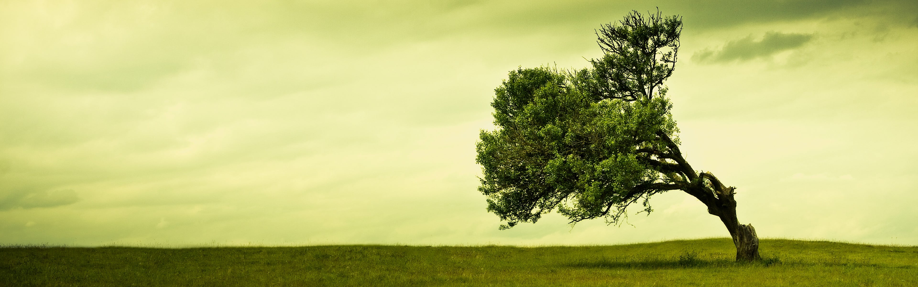 pine tree, scenics - nature, green, land, grass, nature, tree, tranquility, beauty in nature, growth, multiple display, environment, landscape, green color, HD Wallpaper