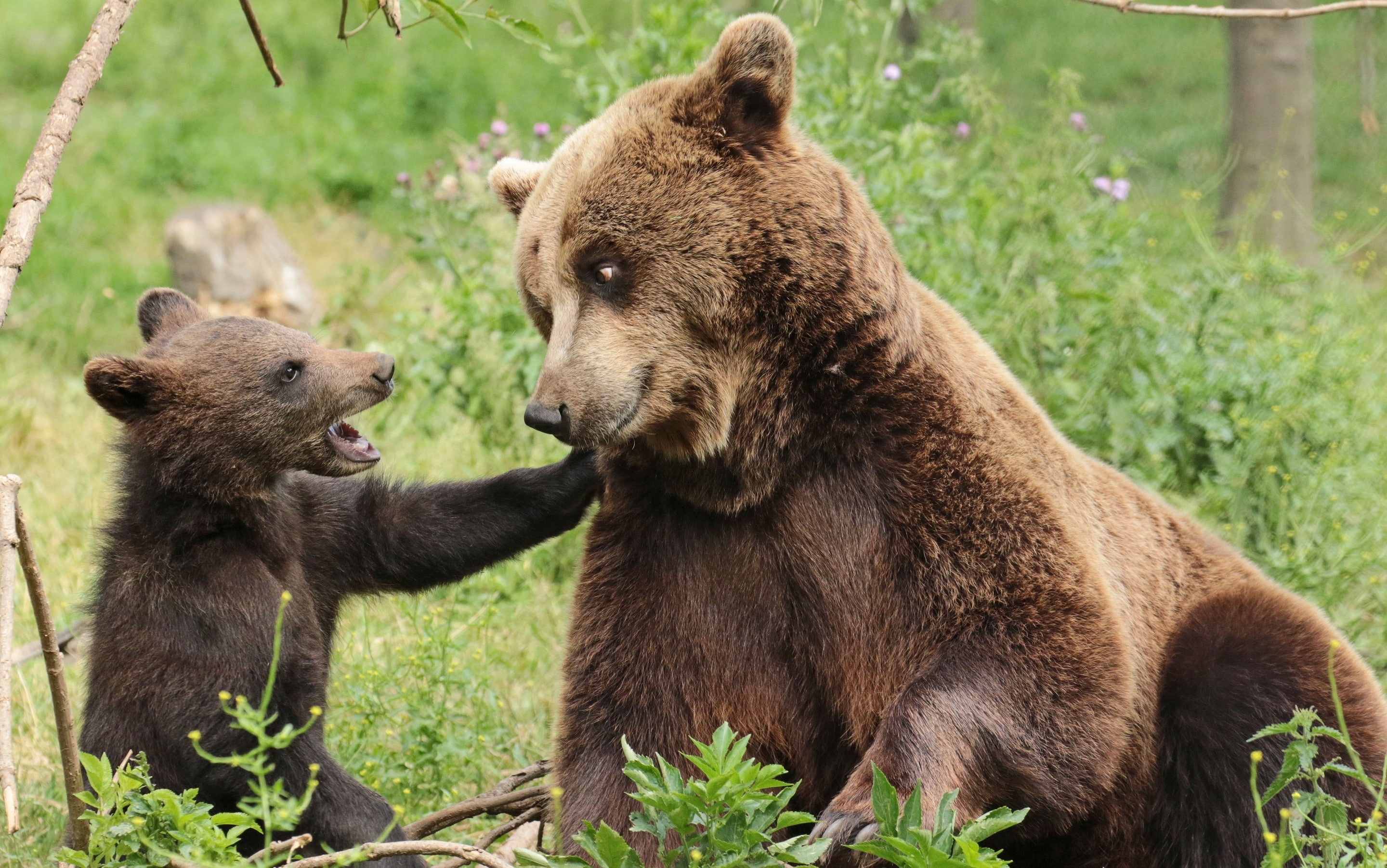 2K, cubs, bears, baby animals, animals, HD Wallpaper