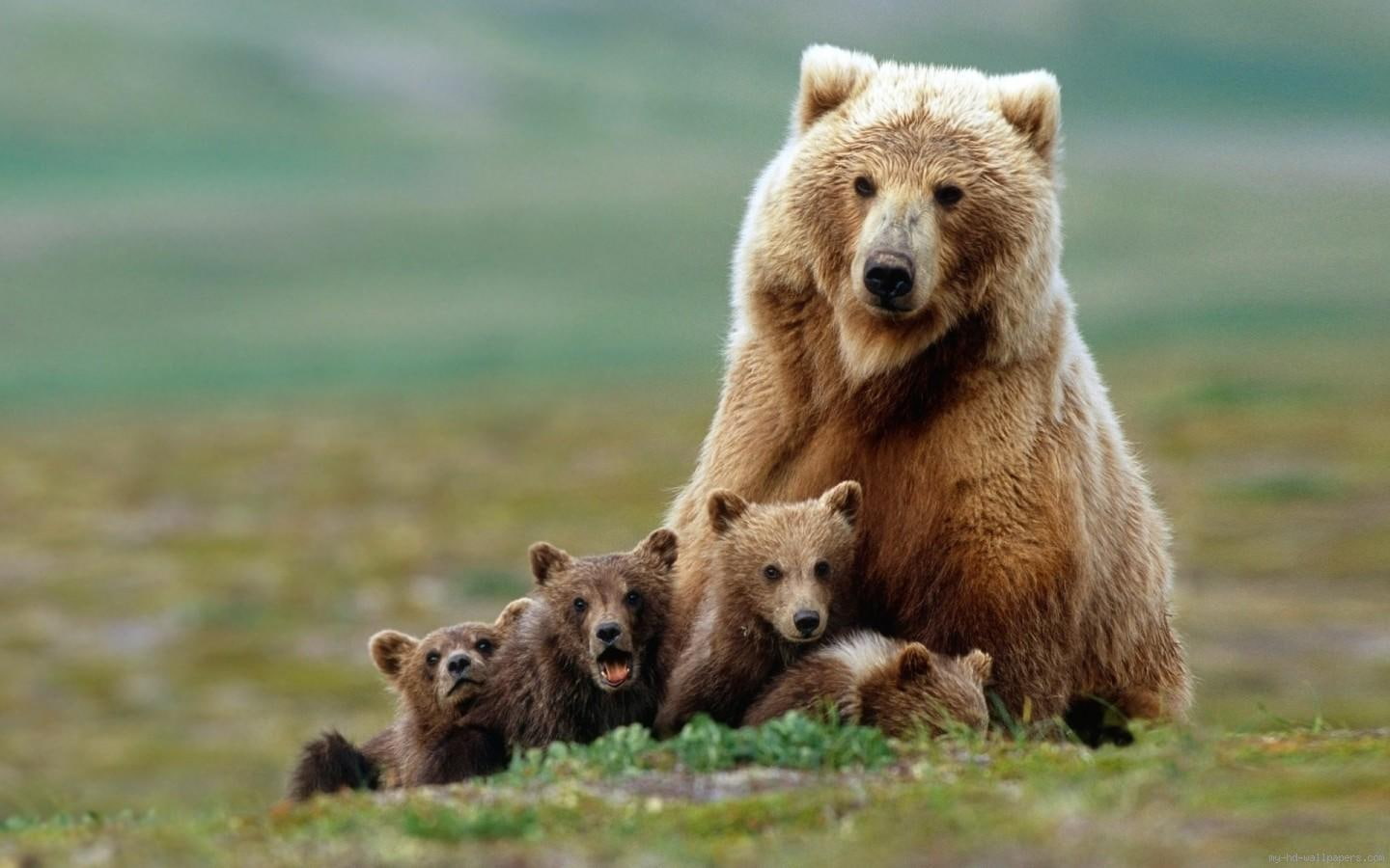 cubs, bear, 720P, mother, brown, bears, animal, HD Wallpaper