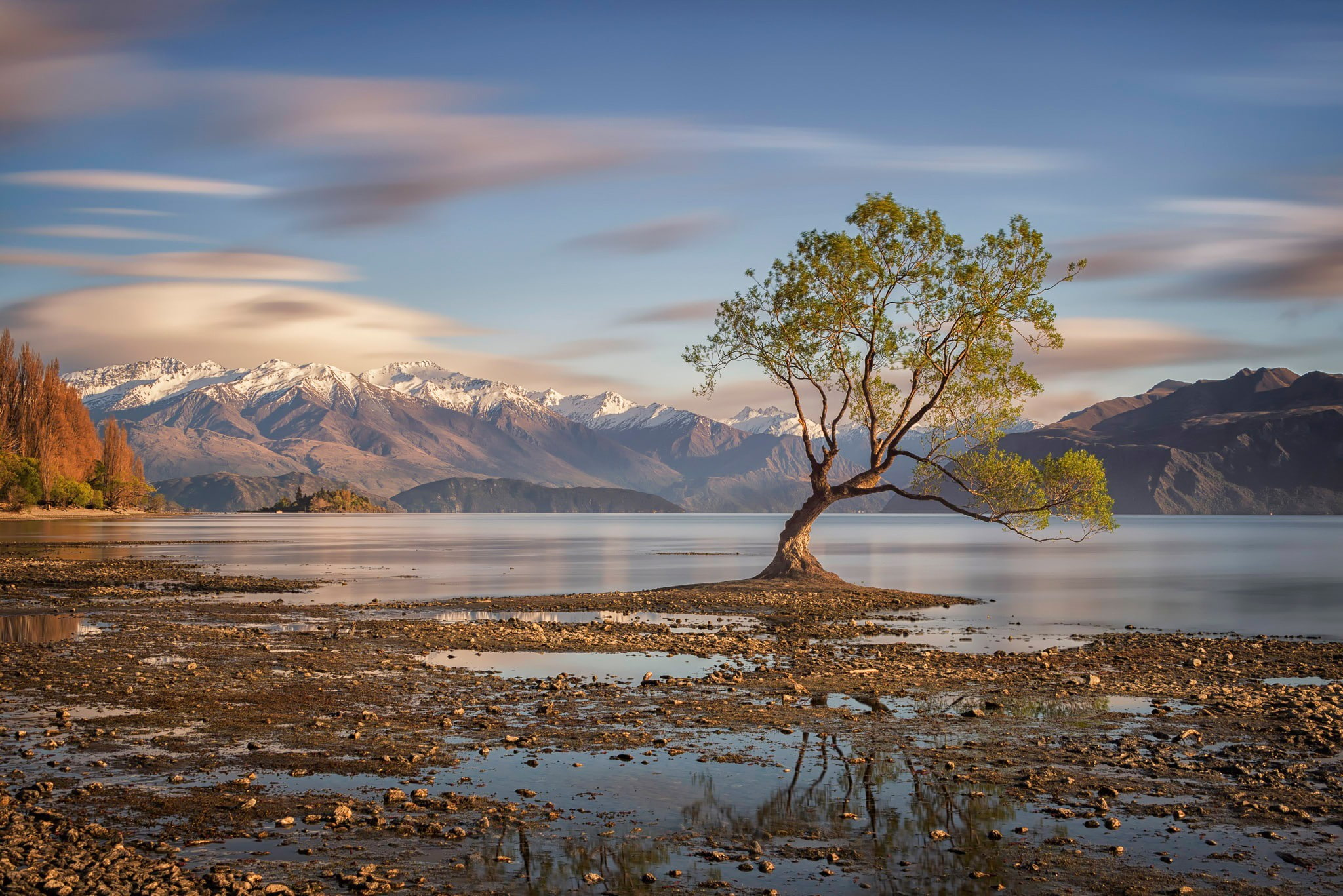 1080P, Lake, new, green, zealand, tree, New Zealand, leafed, Wanaka, HD Wallpaper