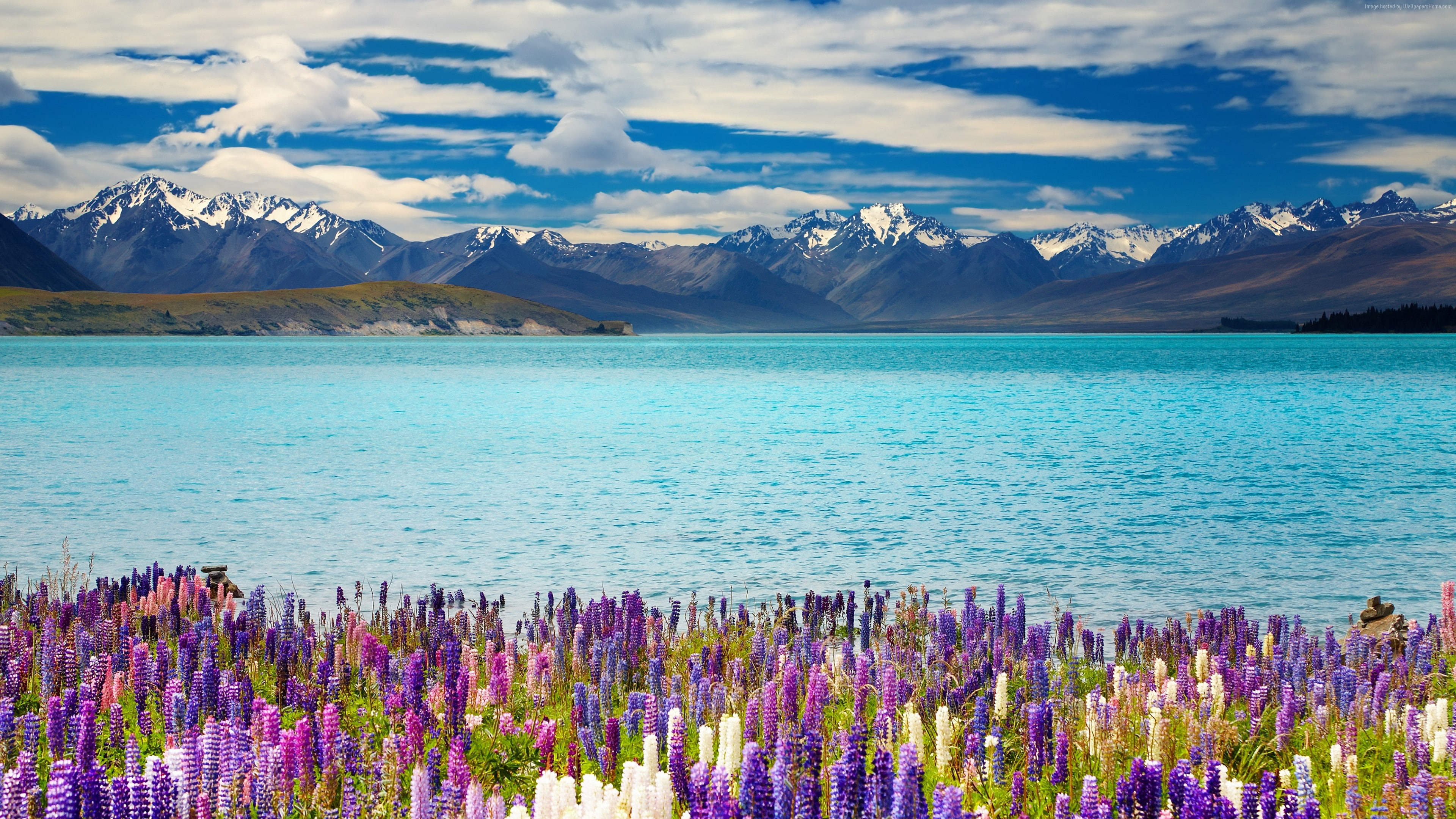4k, flower, Lake Tekapo, New Zealand, mountains, 4K, HD Wallpaper