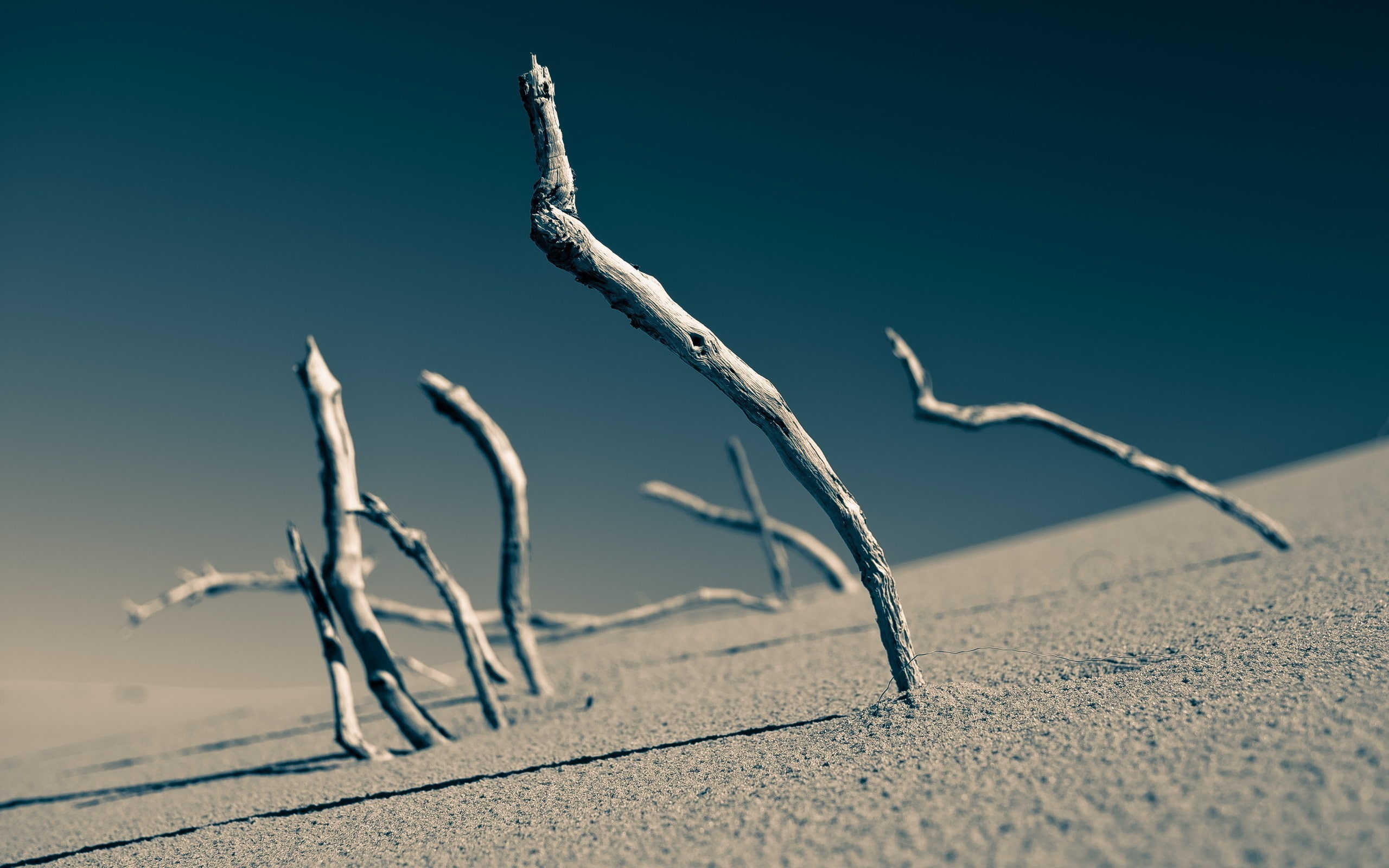 sand, clear sky, branch, depth of field, blurred, 2K, photography, macro, dead trees, lines, landscape, HD Wallpaper
