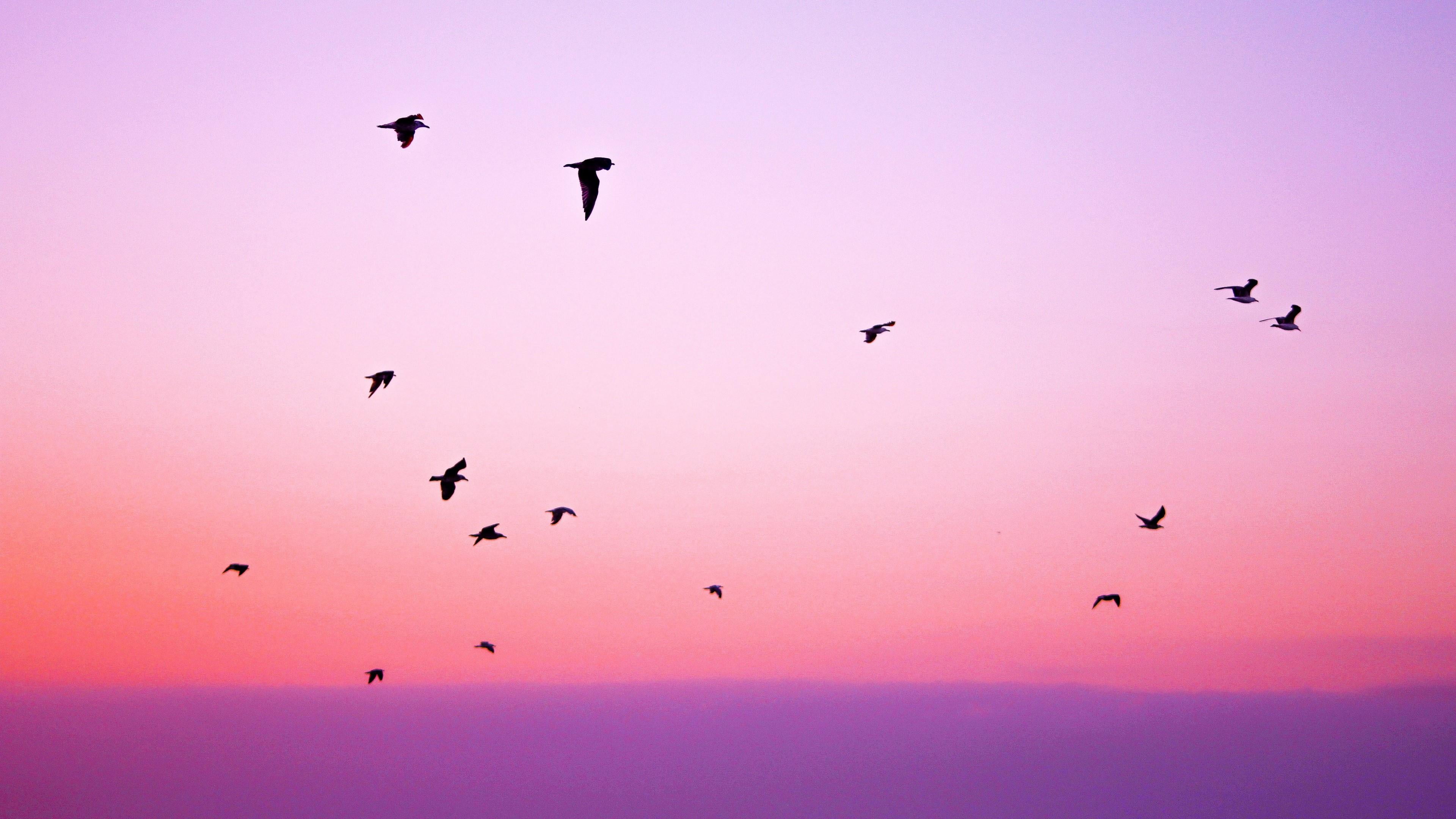 bird, 4K, mid-air, morning, flying, large group of animals, motion, scenics - nature, purple, sunrise, animals in the wild, silhouette, nature, flock of birds, HD Wallpaper