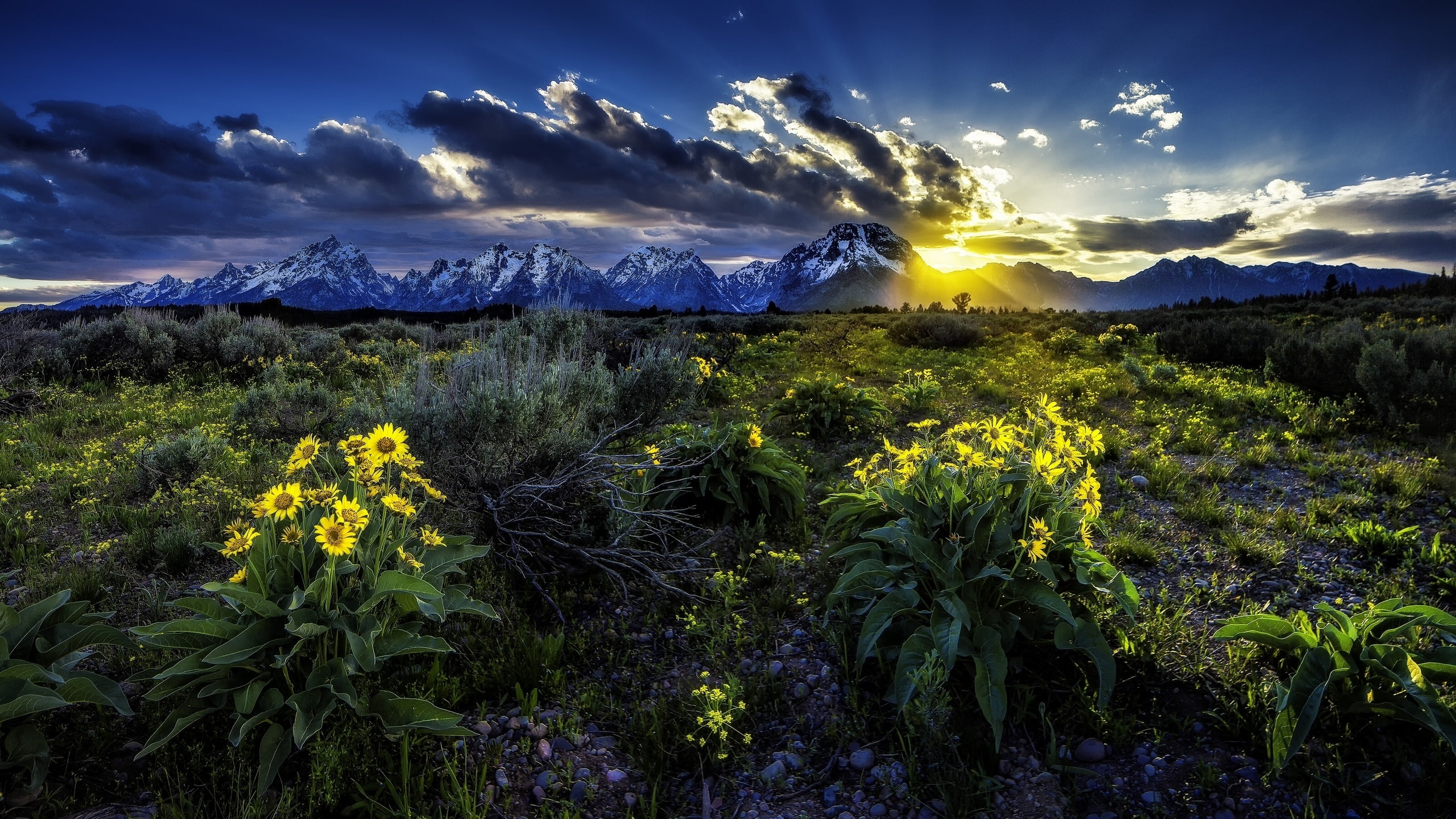 Flowers, National, Grand, Dawn, Mountains, Teton, 2K, Rocky, Park, Sunrise, HD Wallpaper