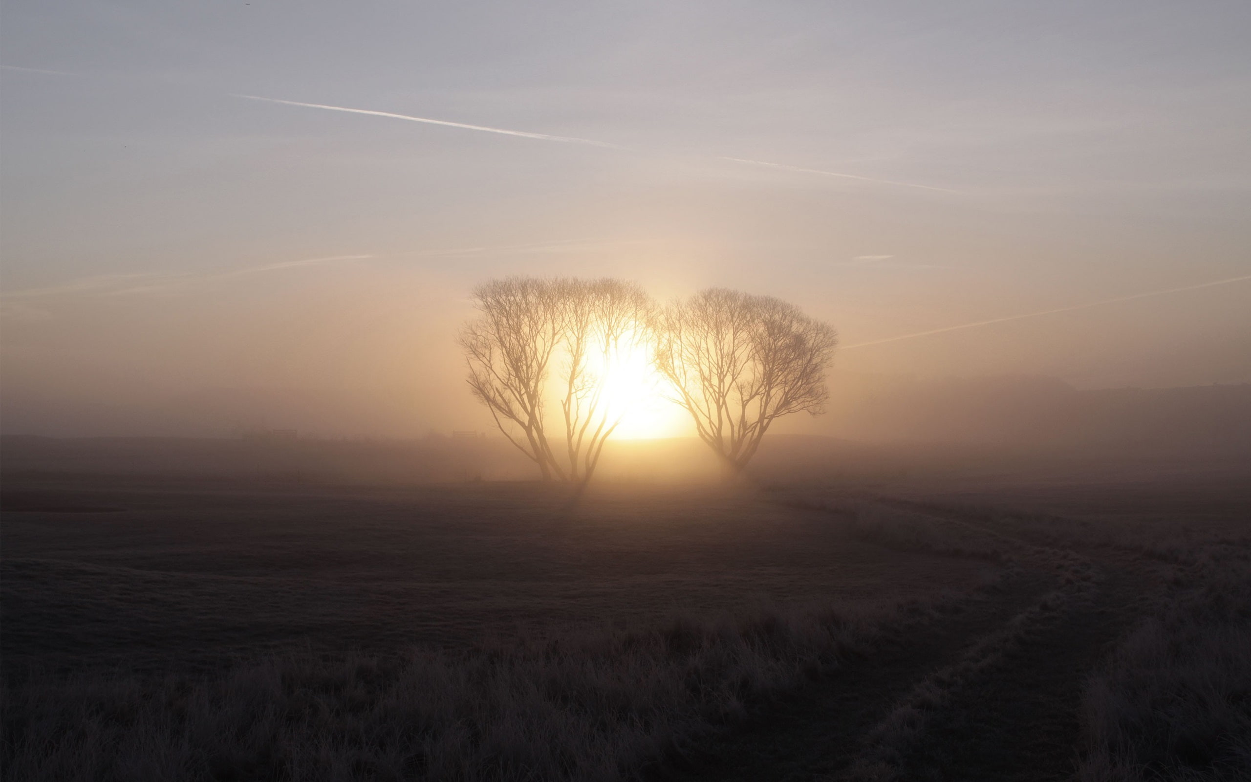 Morning, Fog, 2K, Trees, Sunrise, Dawn, HD Wallpaper